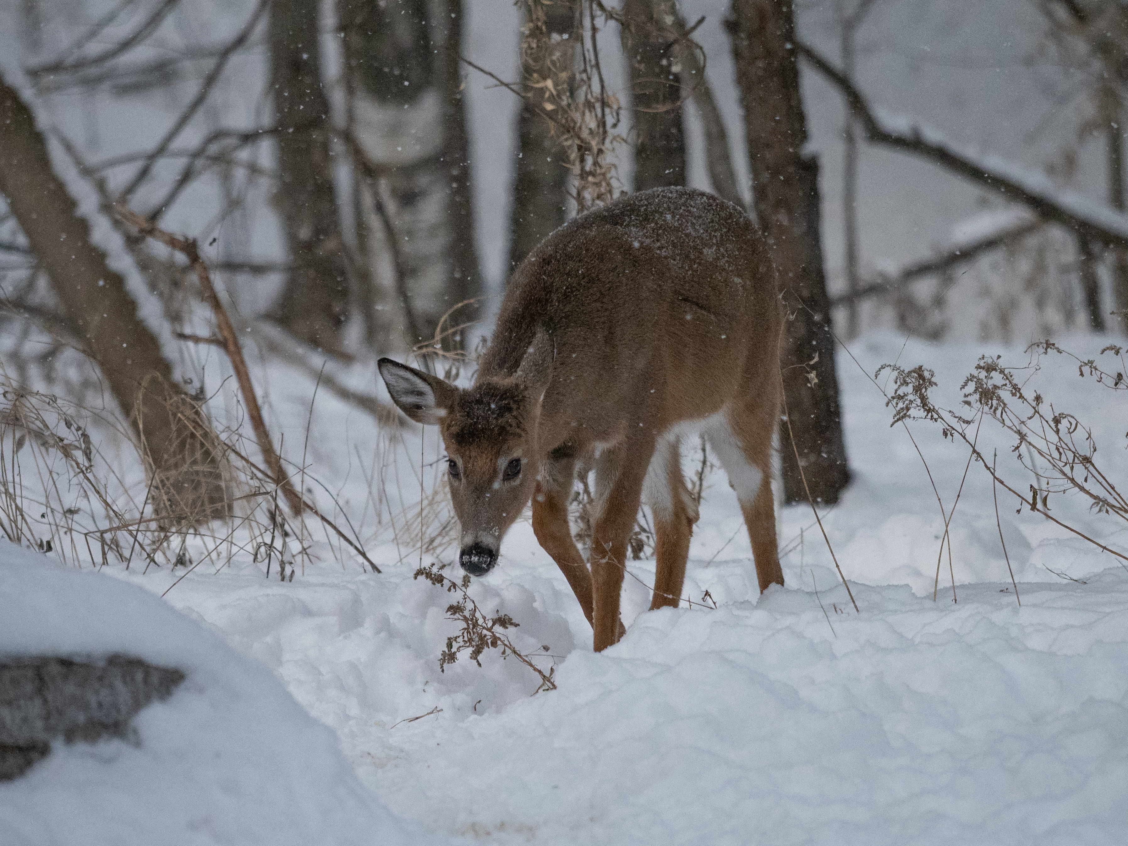 In Our Own Backyards