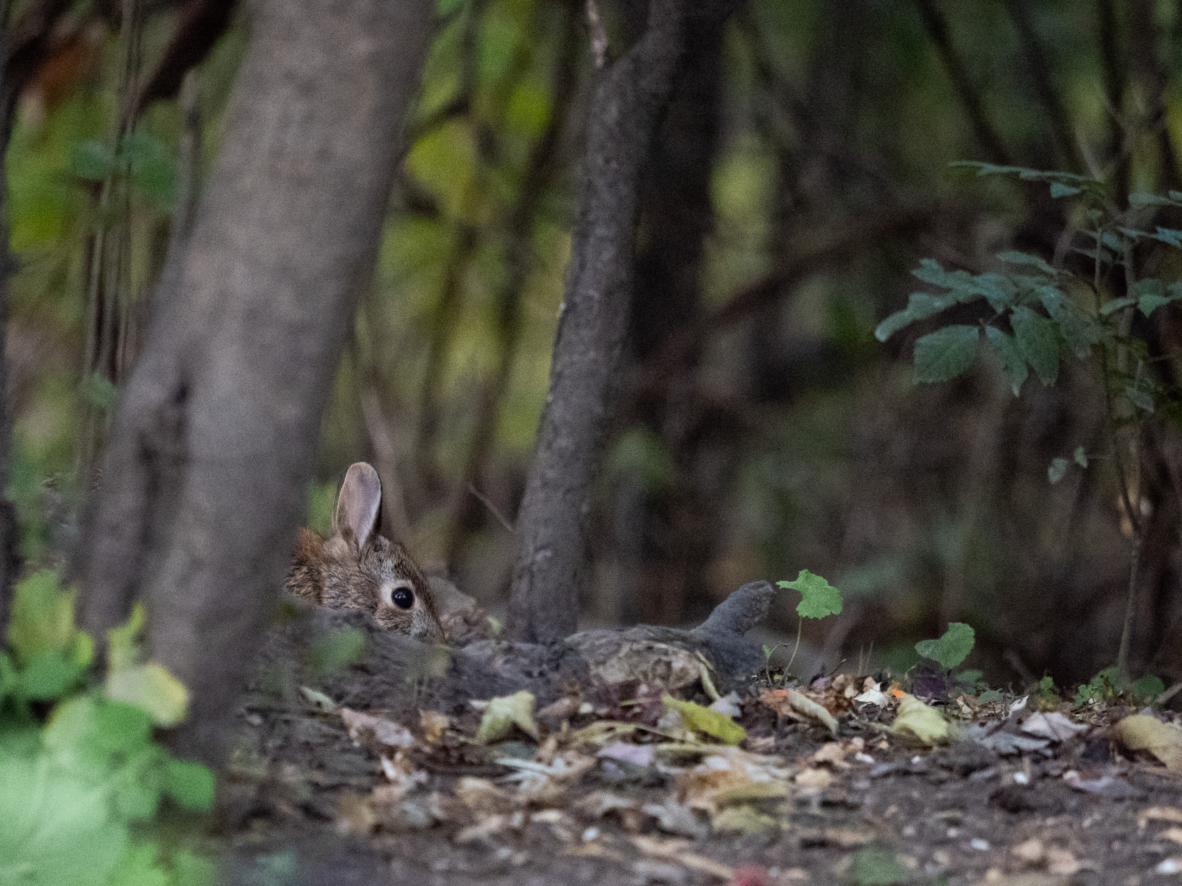 In Our Own Backyards