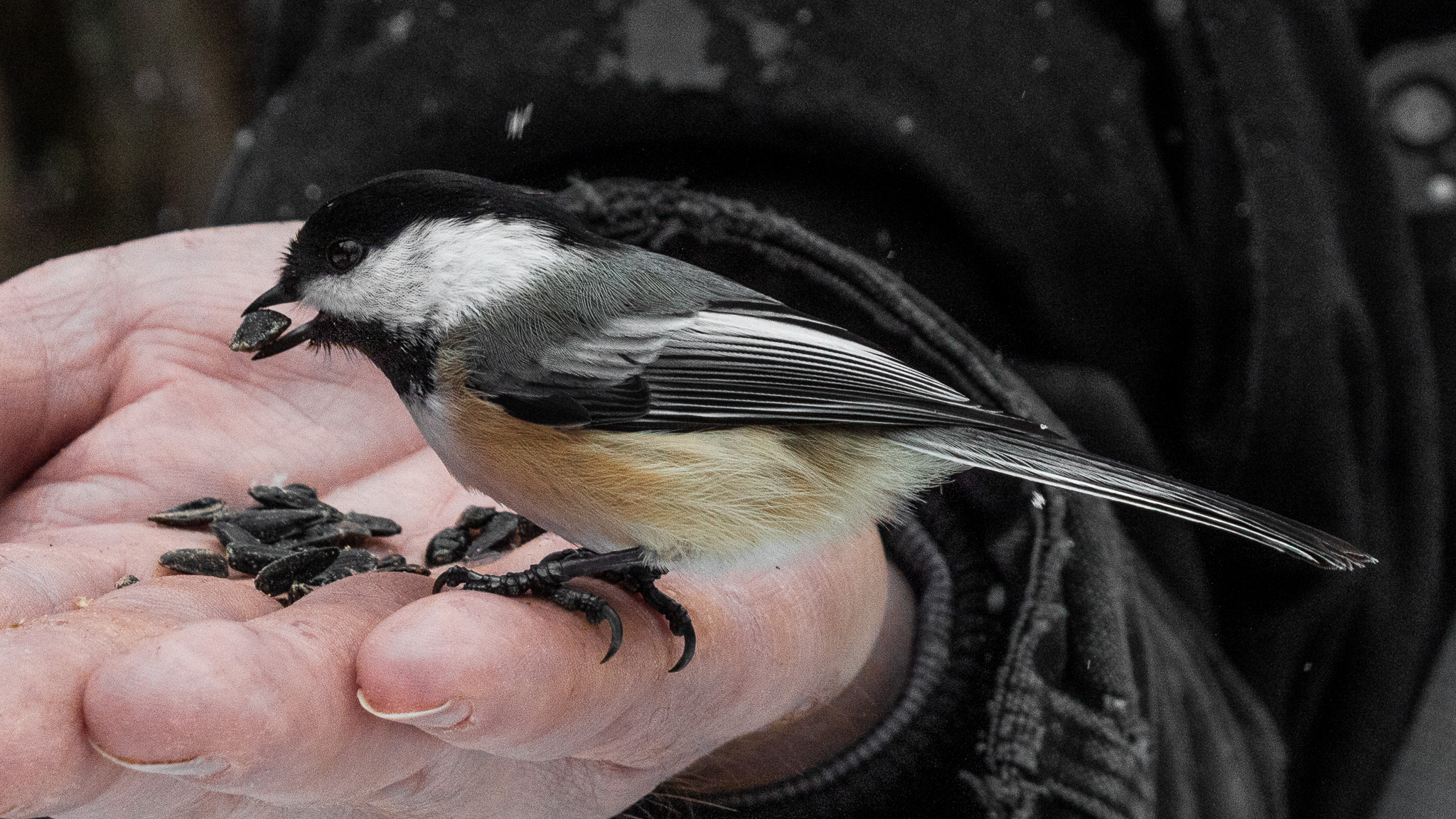 Early Spring Chickadees