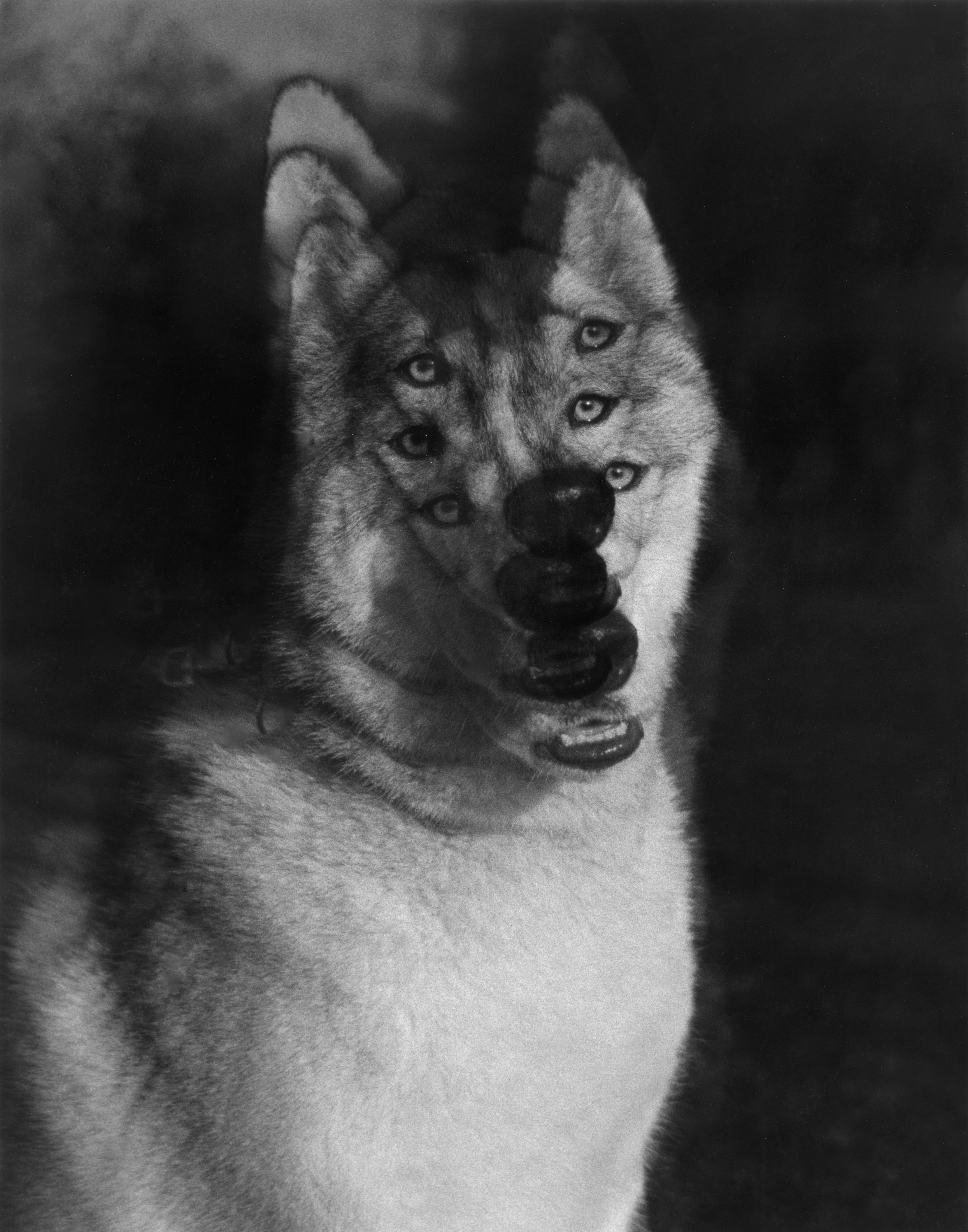 The Children of Cerberus