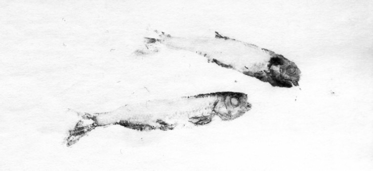 Fish Prints