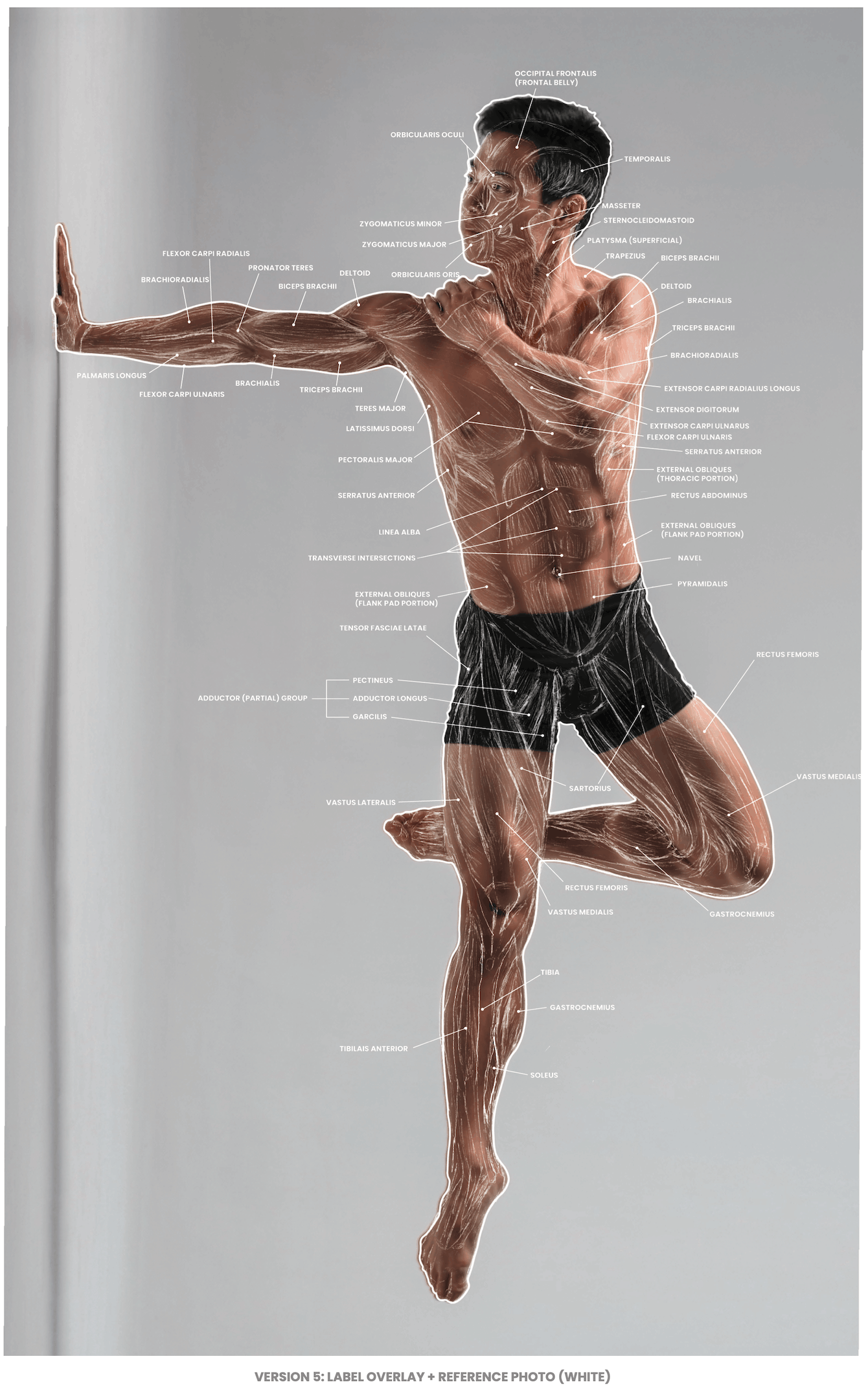 ¹² Skeletal & MSK Analysis
