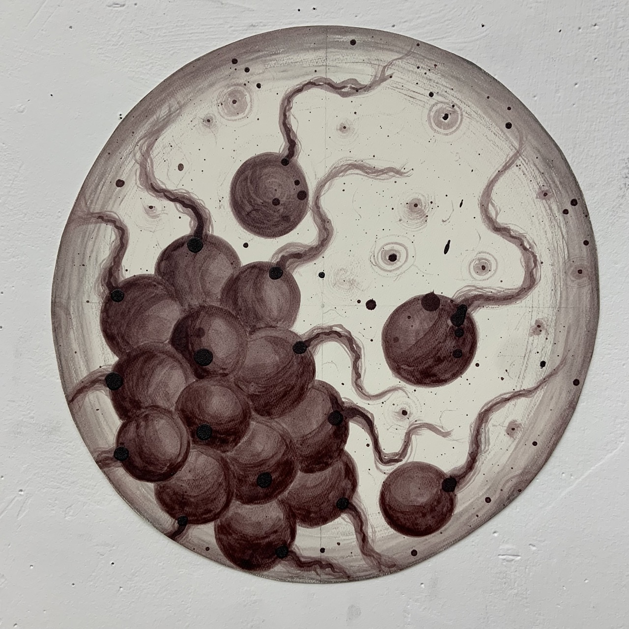 European Buckthorn Sprite