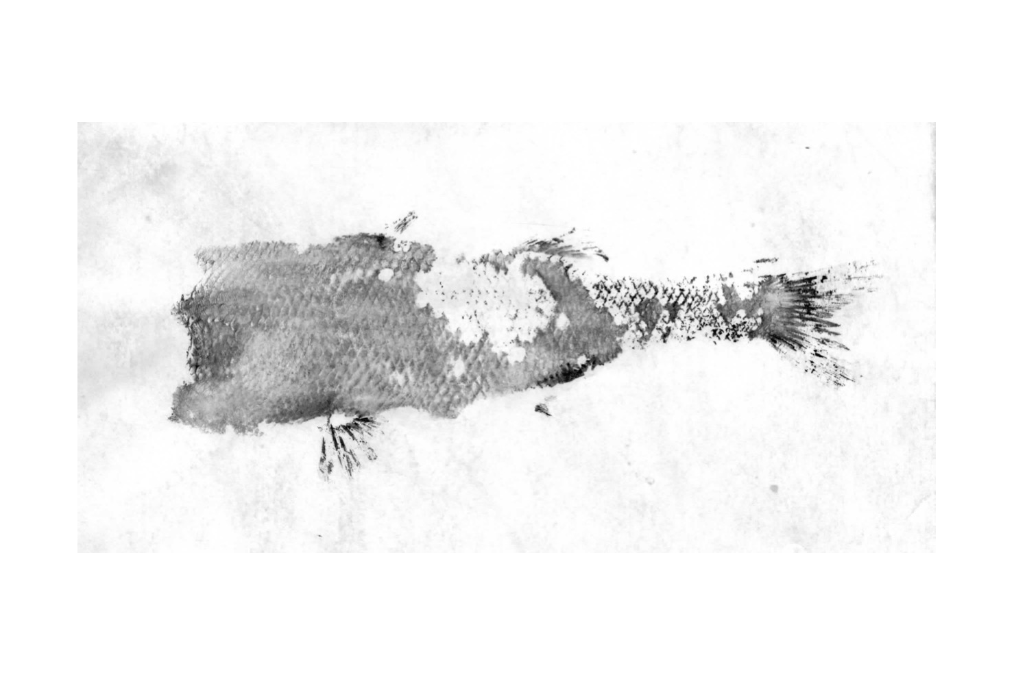 Fish Prints