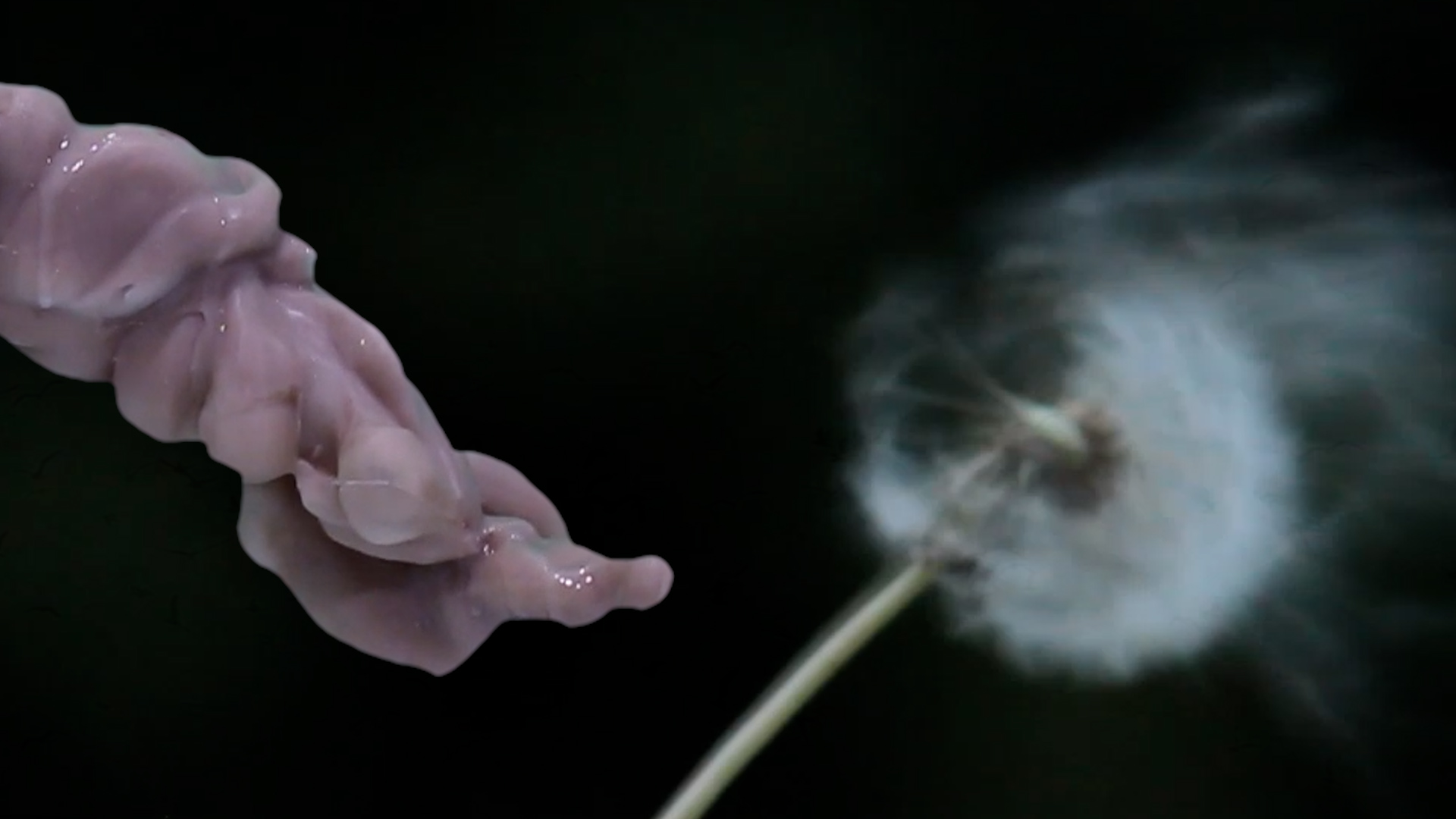 Still Images from "Of Love and Flight"