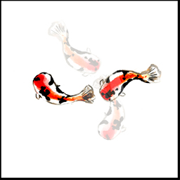 Illustrations for Fun