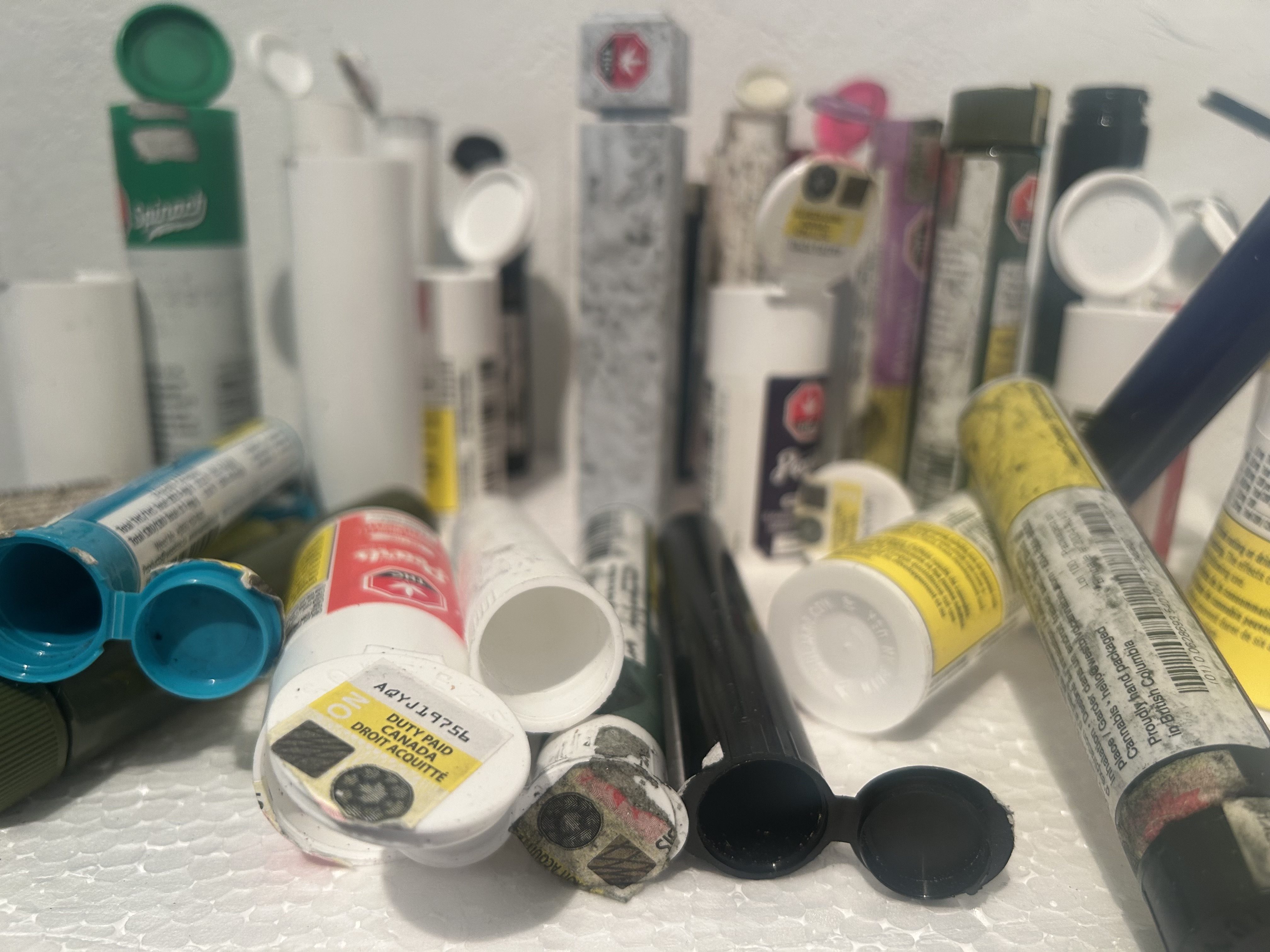 Riftia volutus, photo by Stefania Capobianco