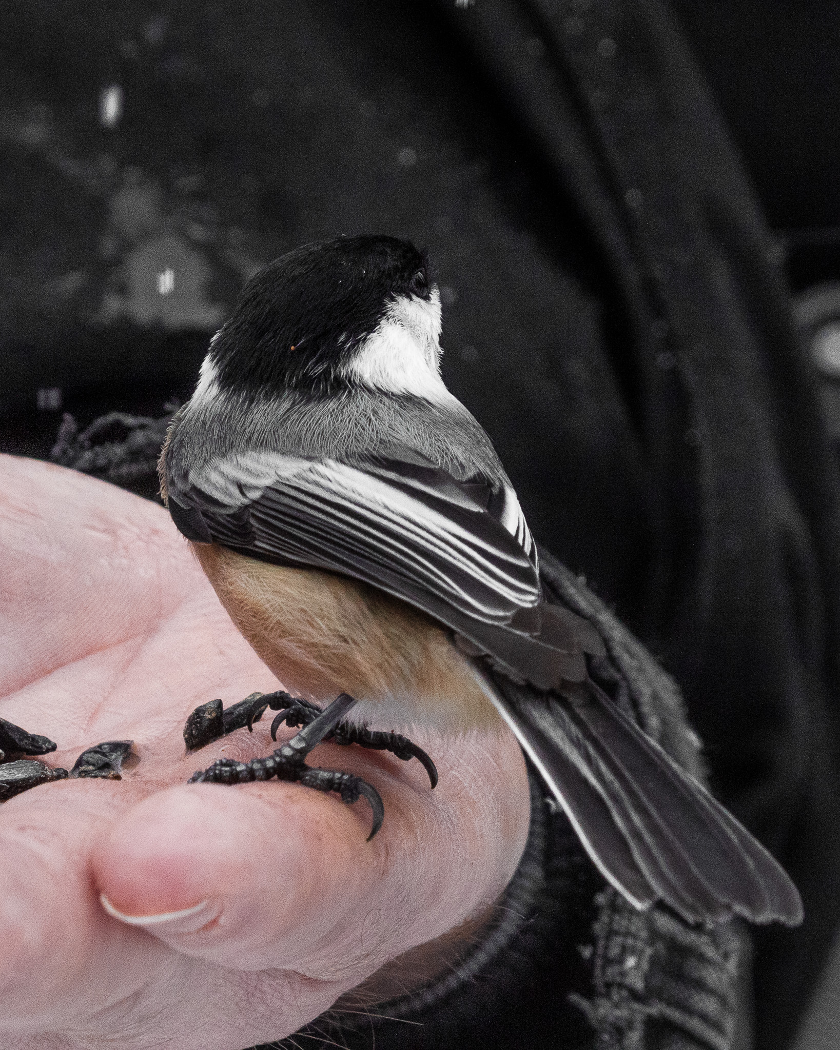Early Spring Chickadees