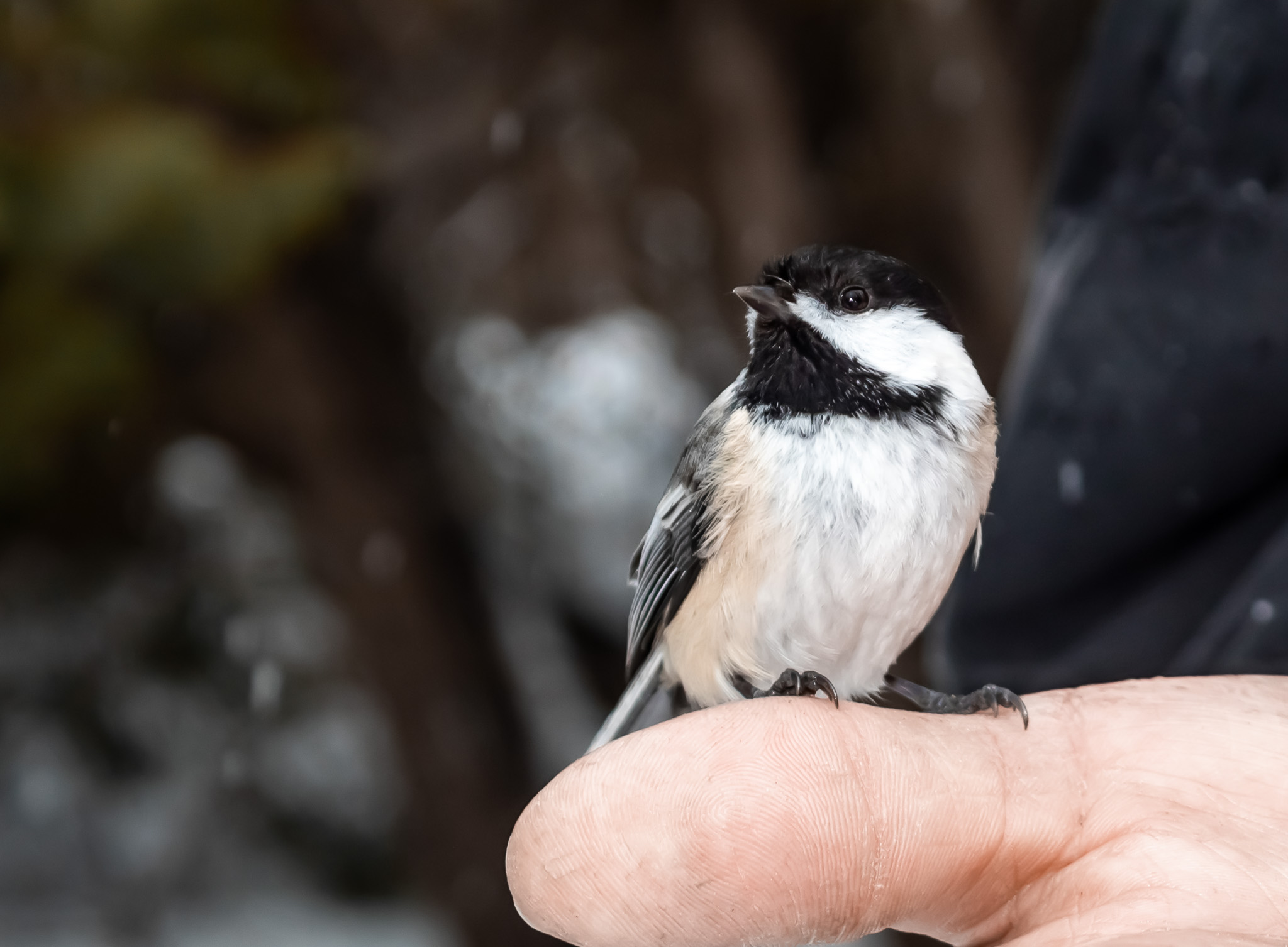 Early Spring Chickadees
