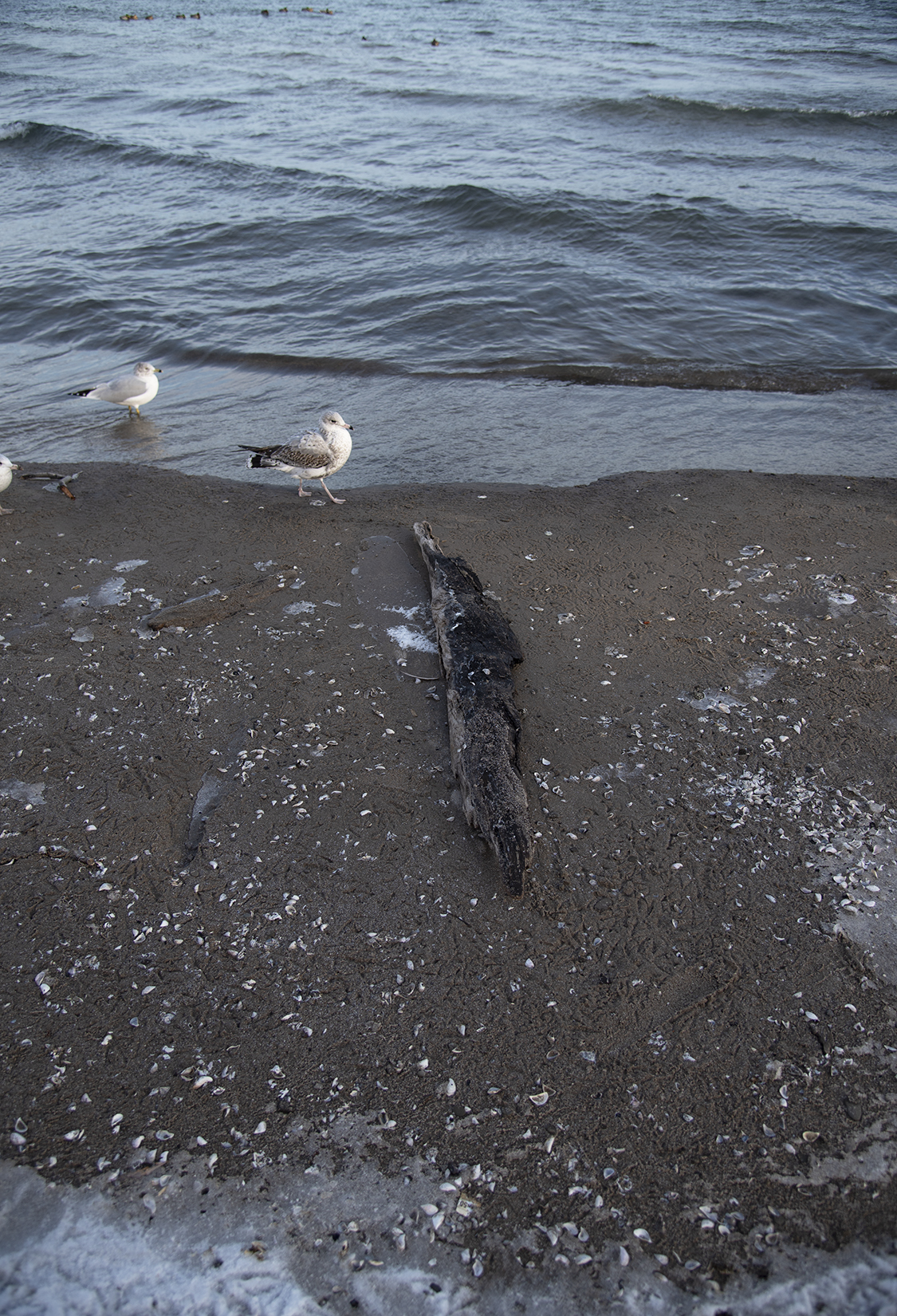 Where We Used to Walk