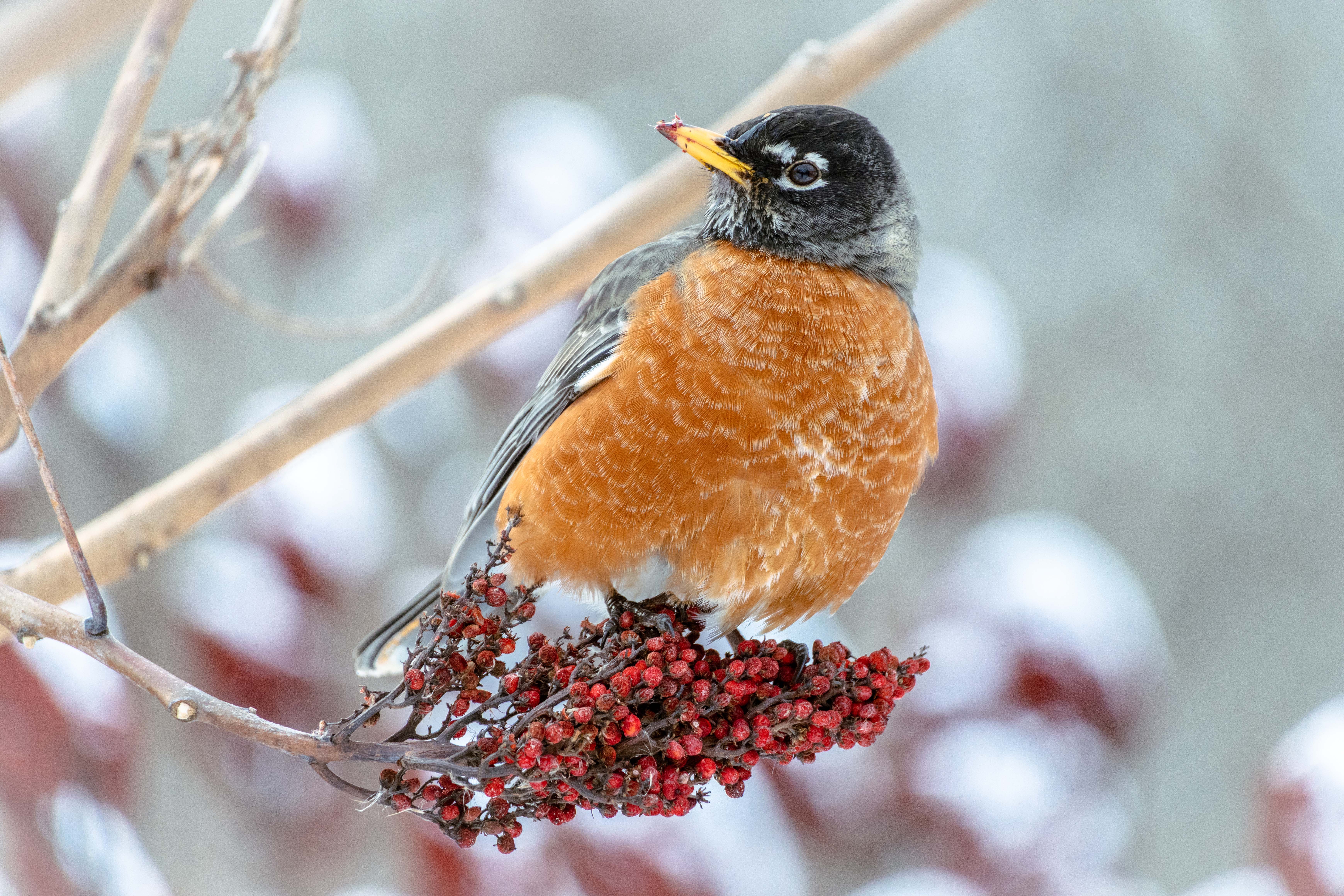 American Robin