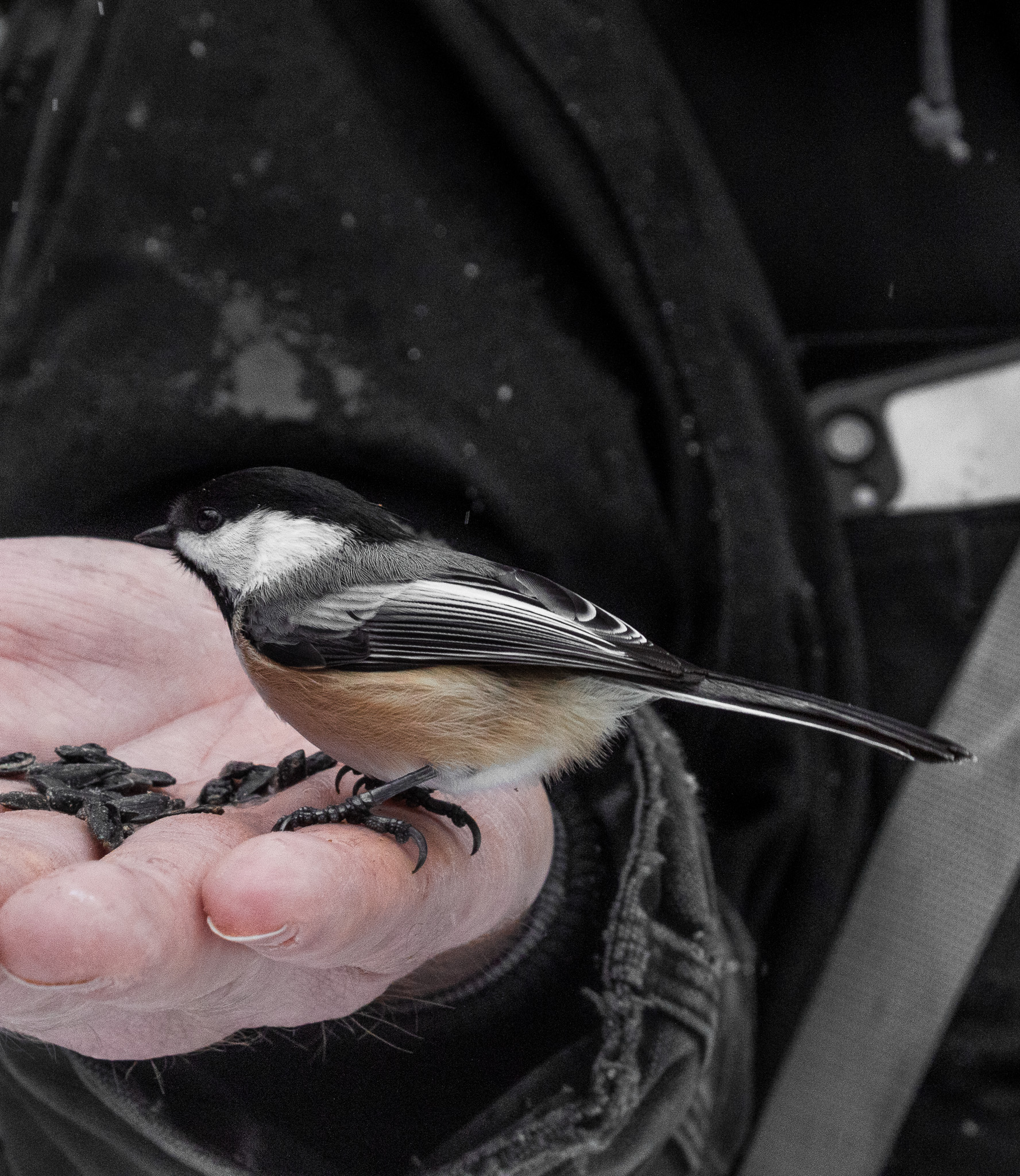 Early Spring Chickadees