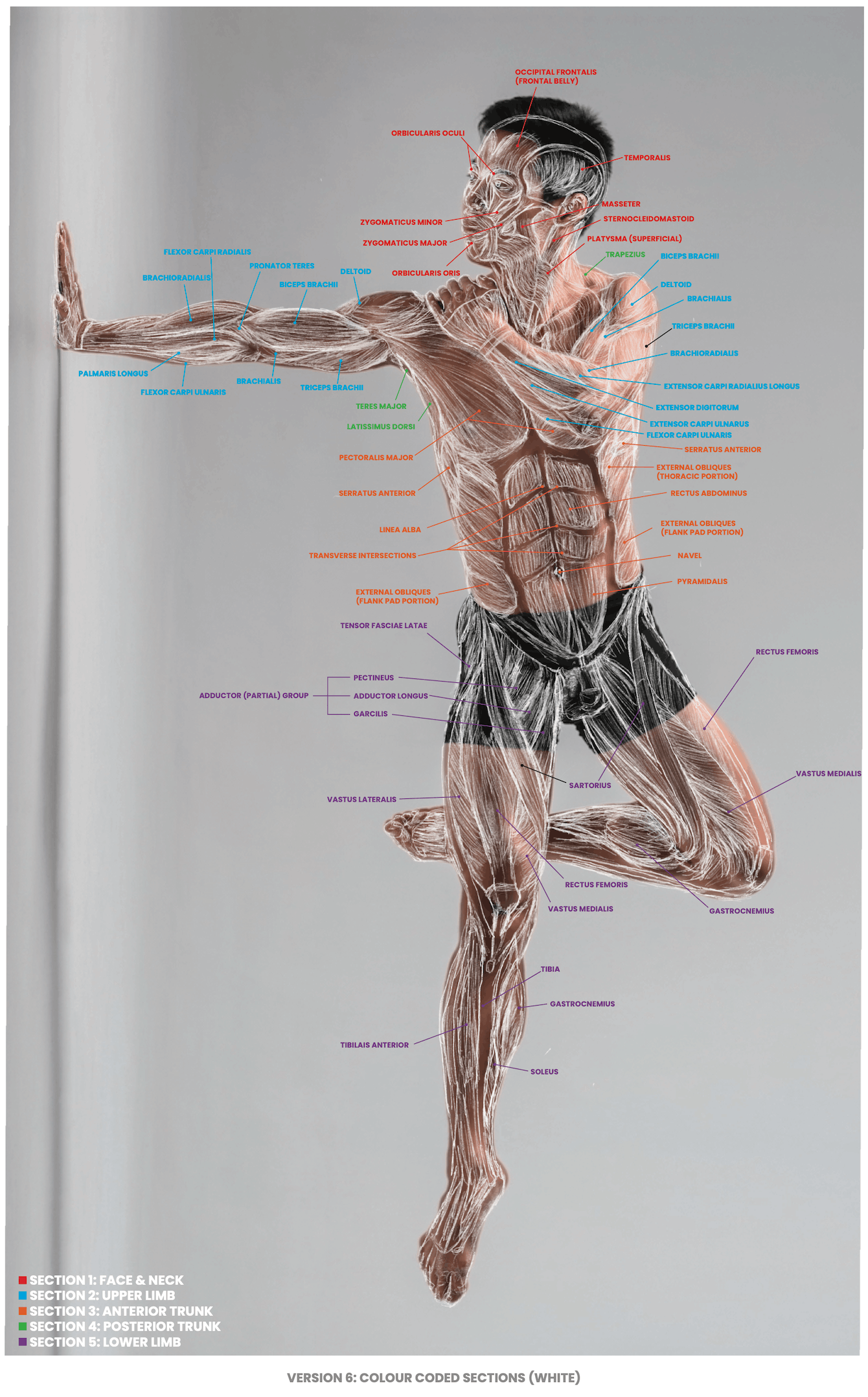 ¹² Skeletal & MSK Analysis