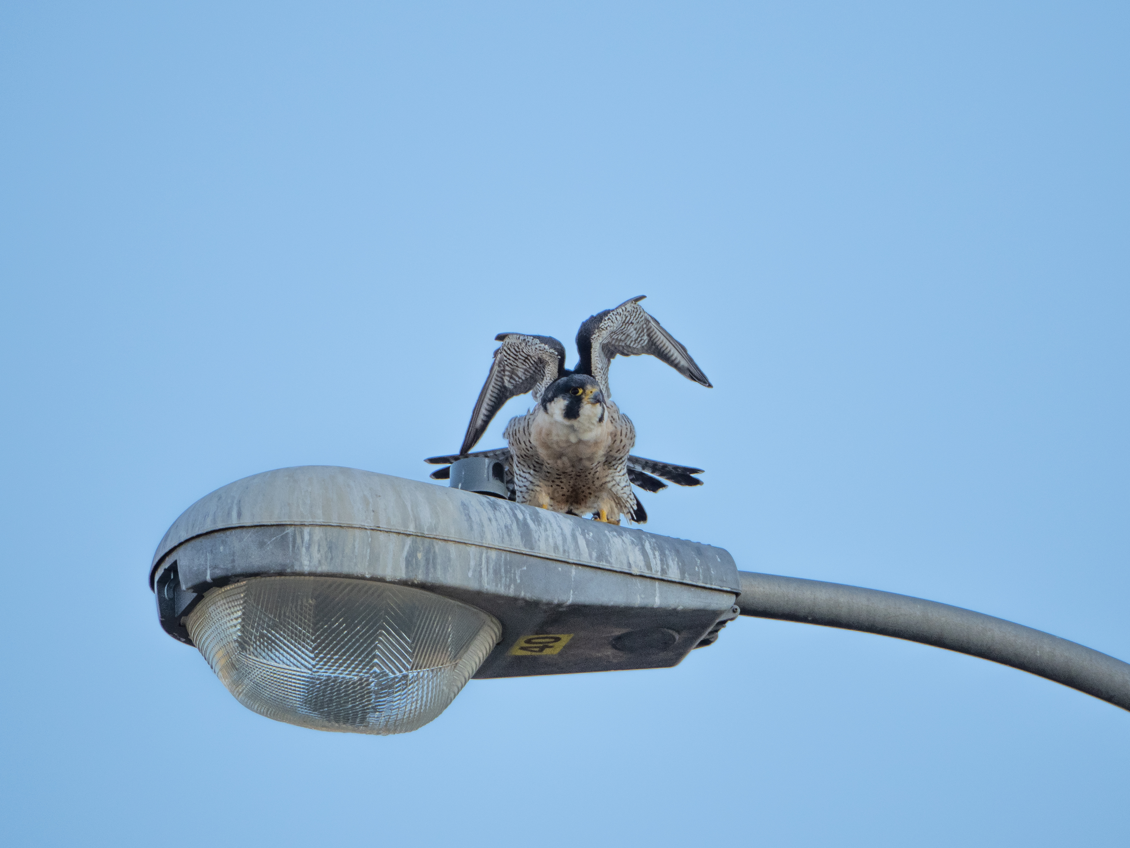 In Our Own Backyards