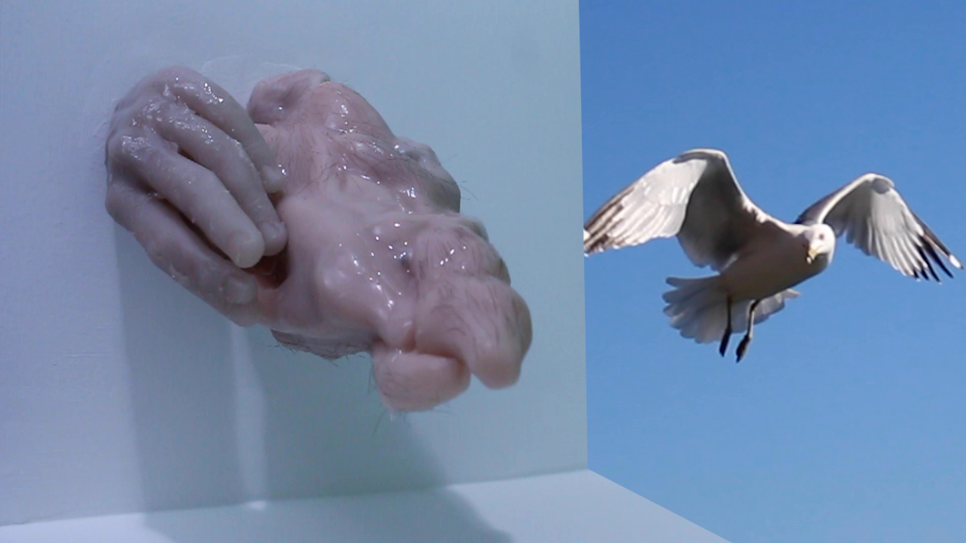 Still Images from "Of Love and Flight"