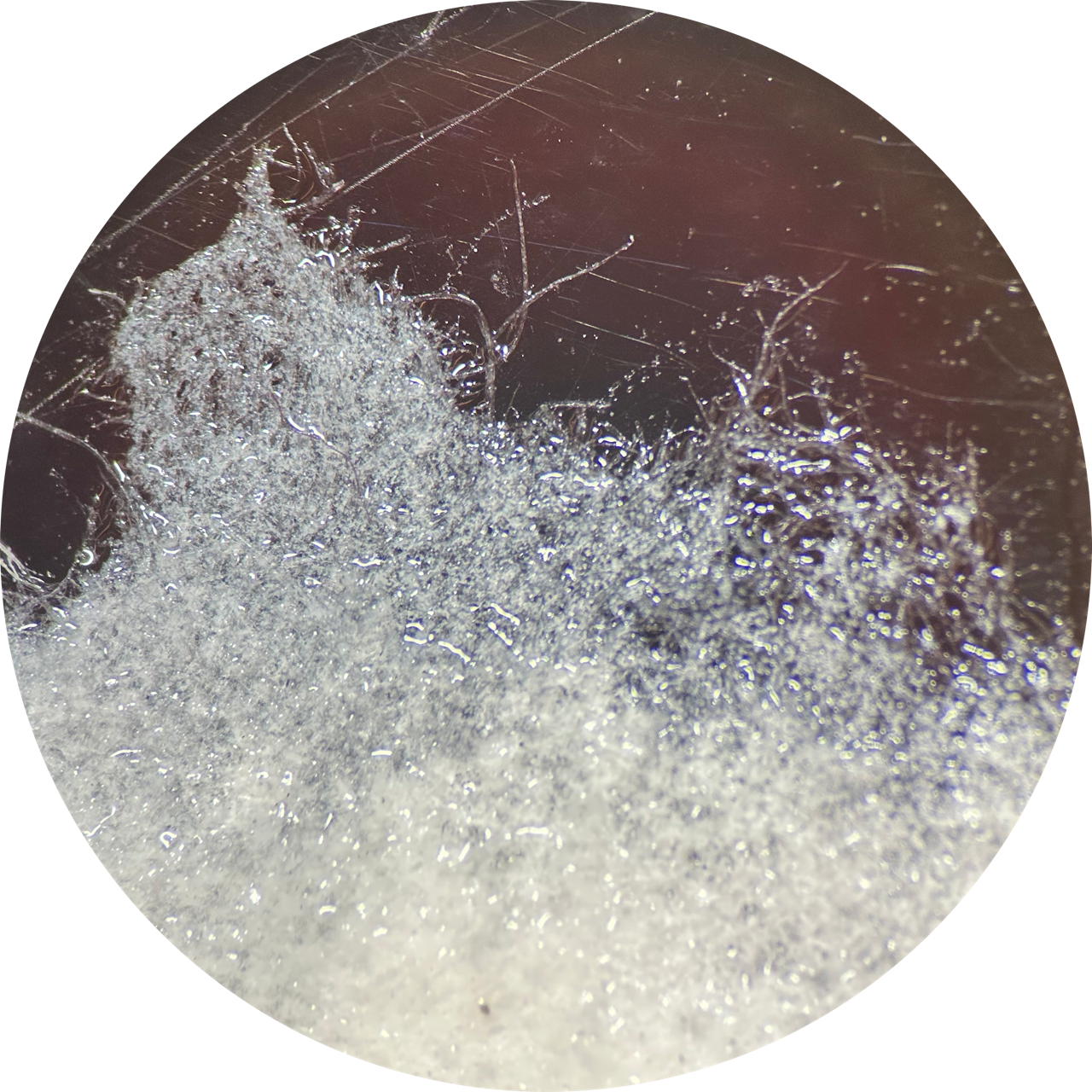 Hydrated Newsprint at 20x Magnification