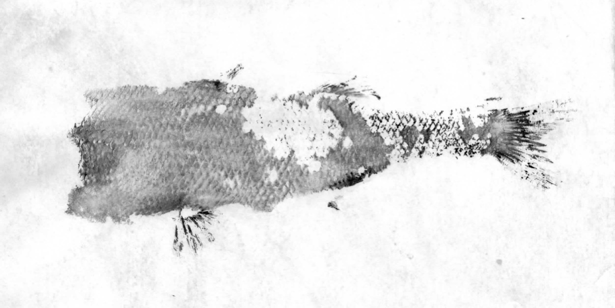 Fish Prints
