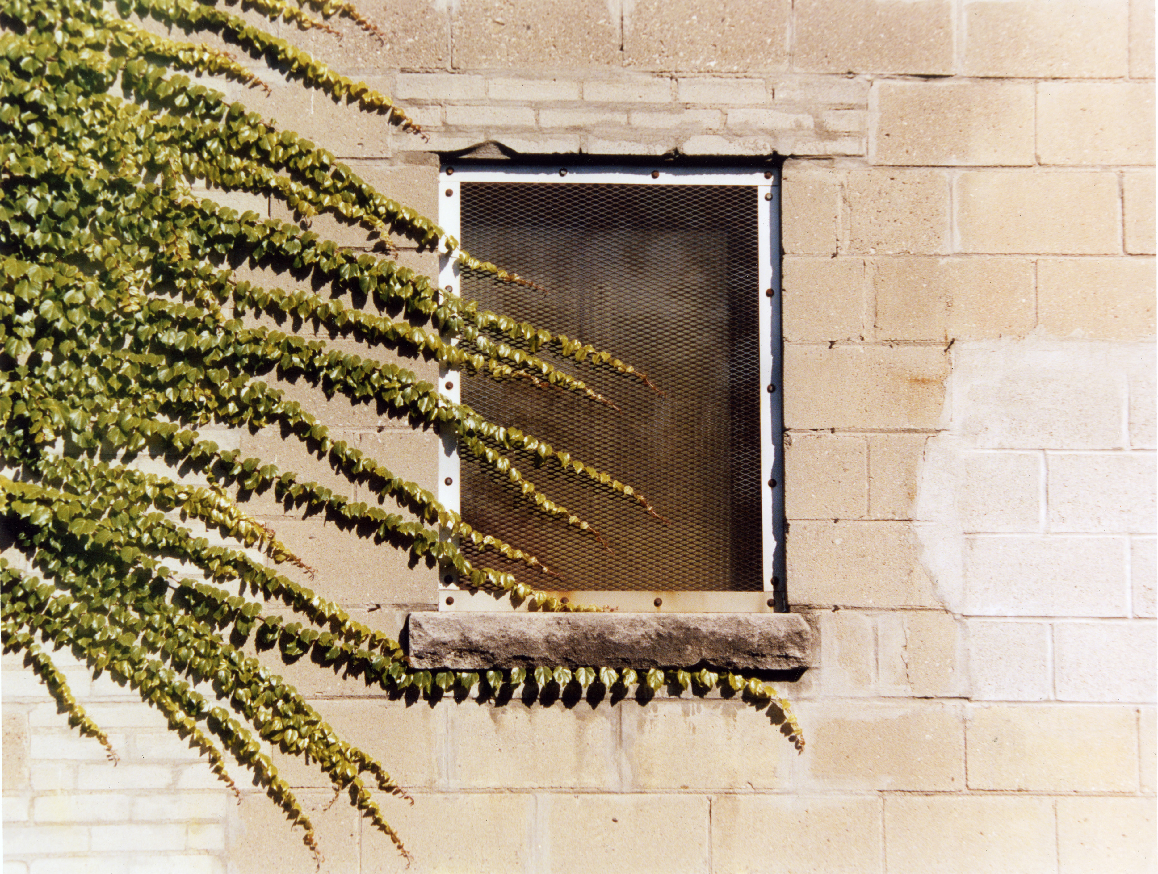 i see you through the concrete
