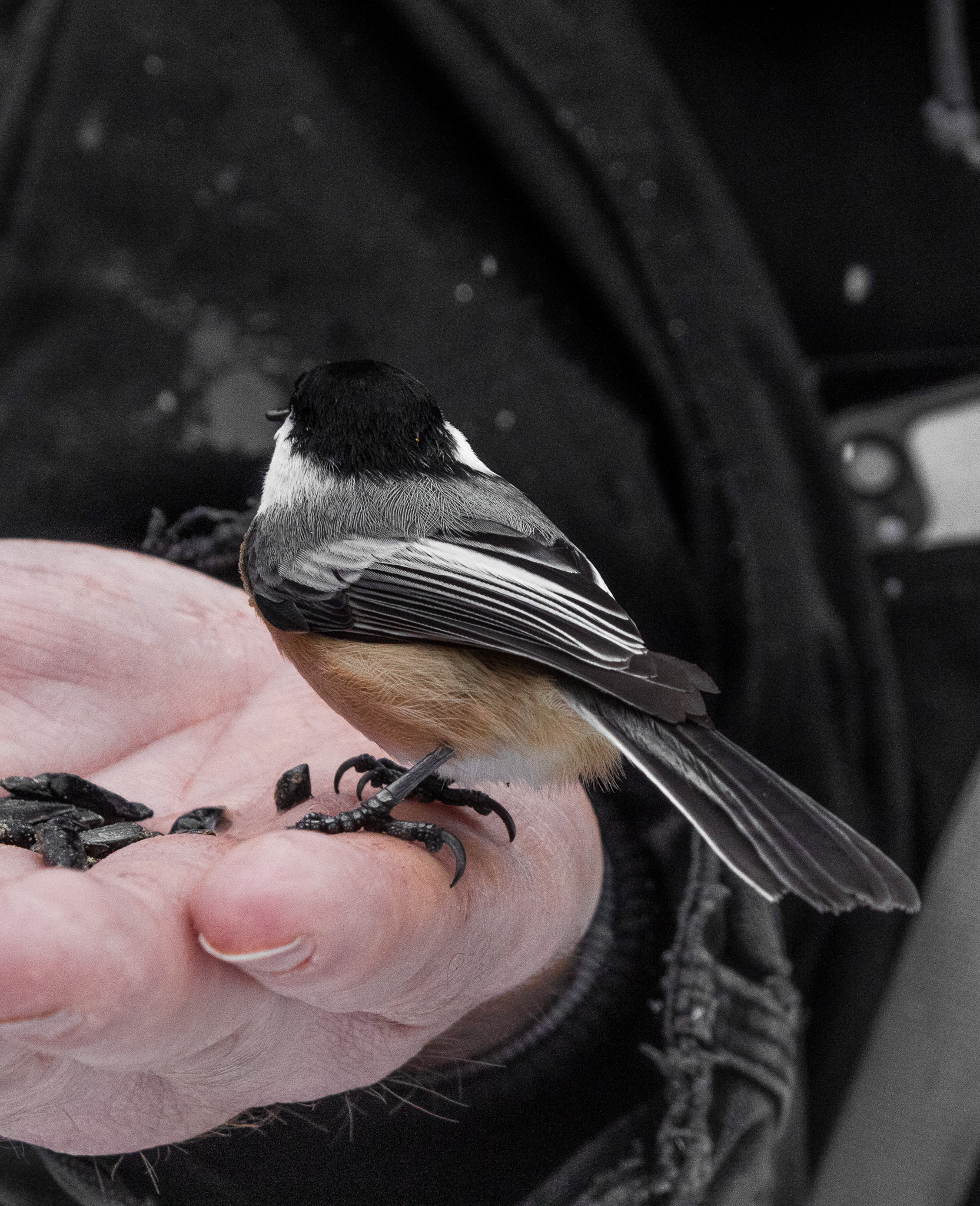 Early Spring Chickadees