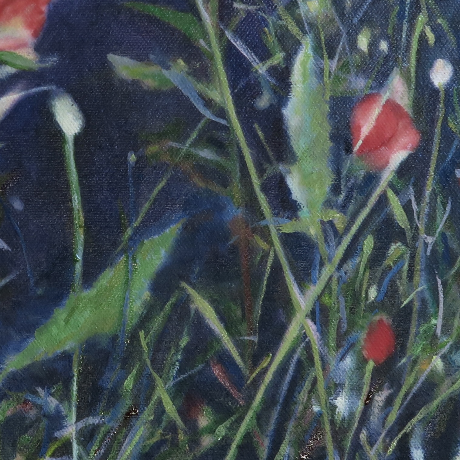 tulip