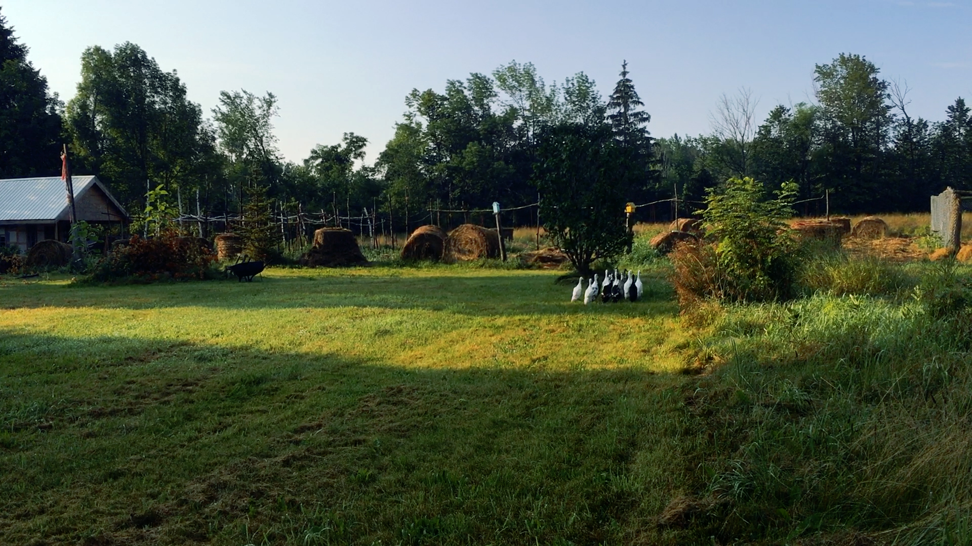 What does a garden know?