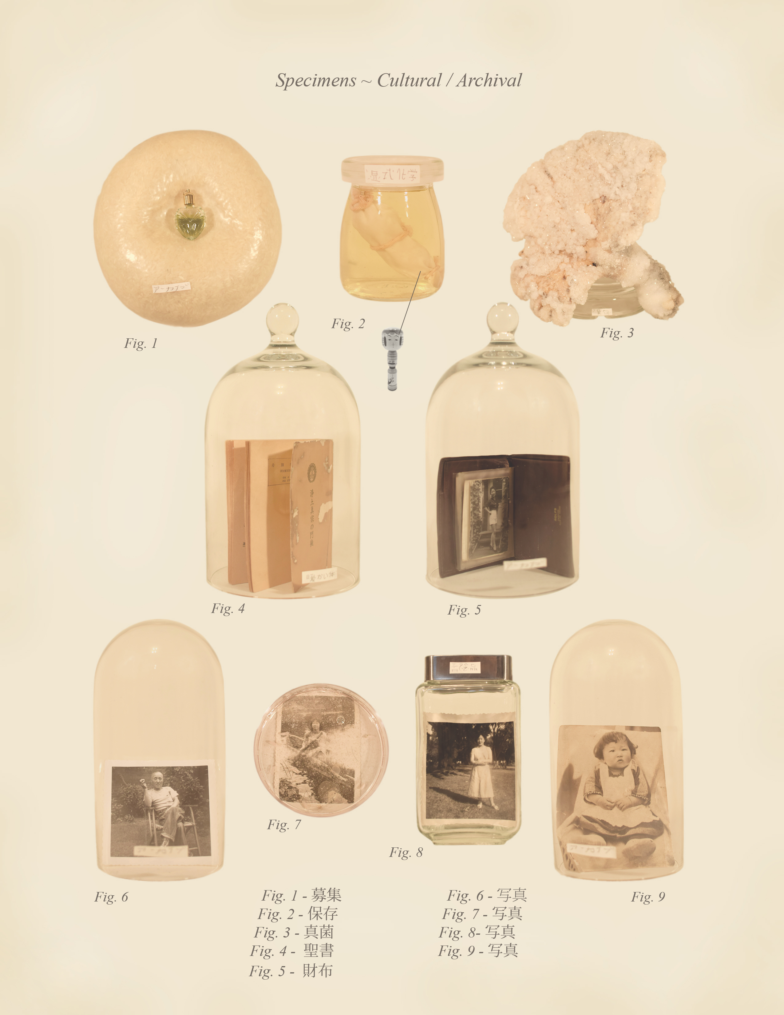Specimens ~ Cultural / Archival