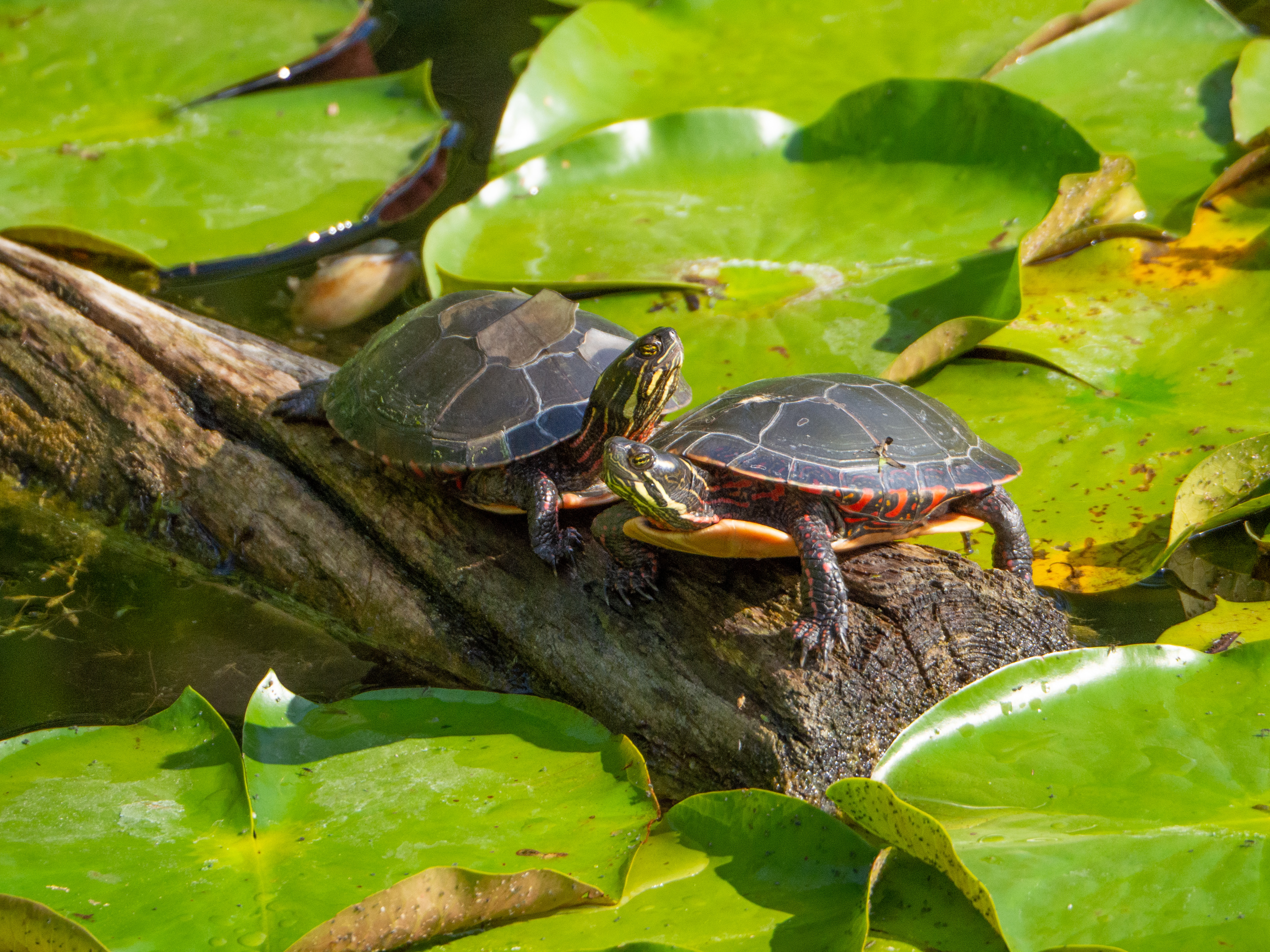 In Our Own Backyards