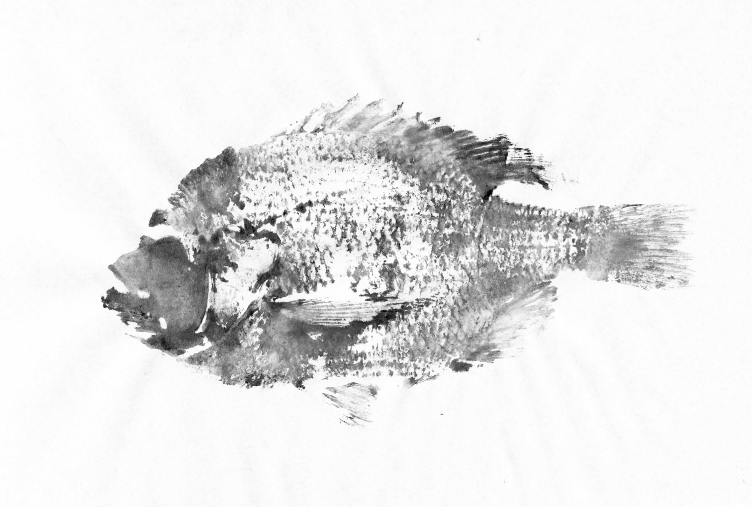 Fish Prints