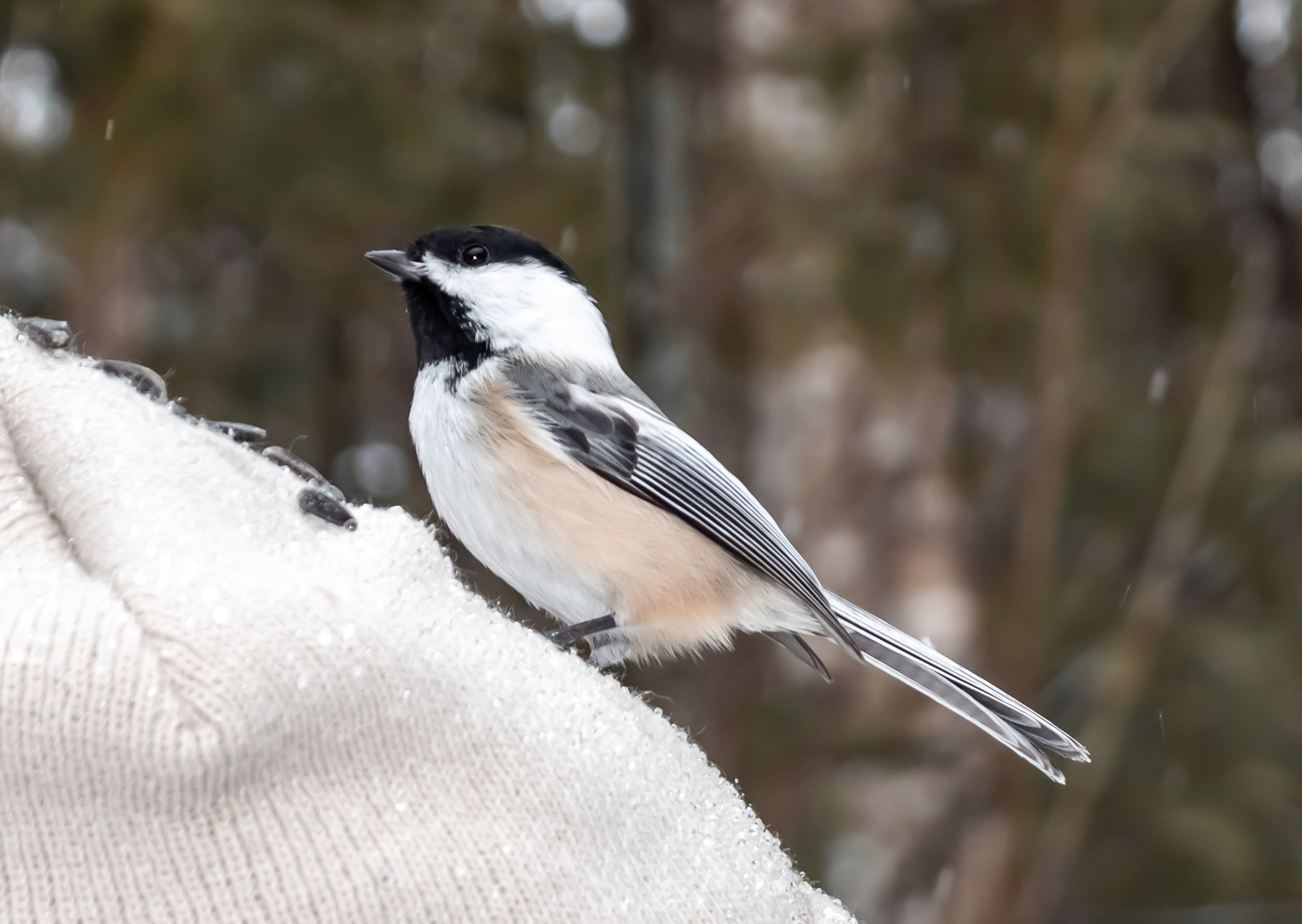 Early Spring Chickadees