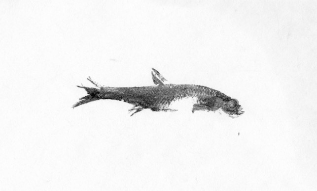 Fish Prints