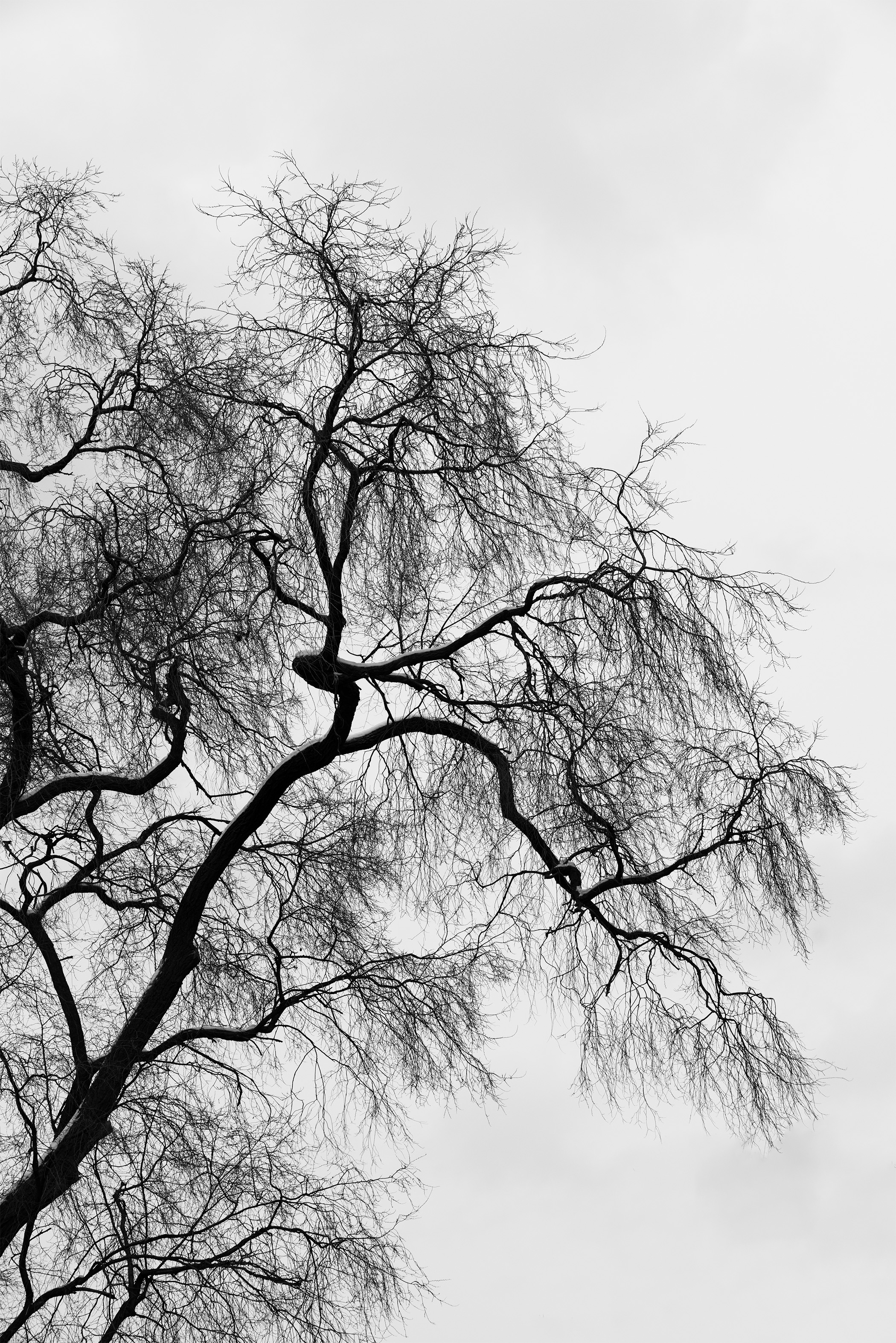 Sullivan St. Trees Pt.1