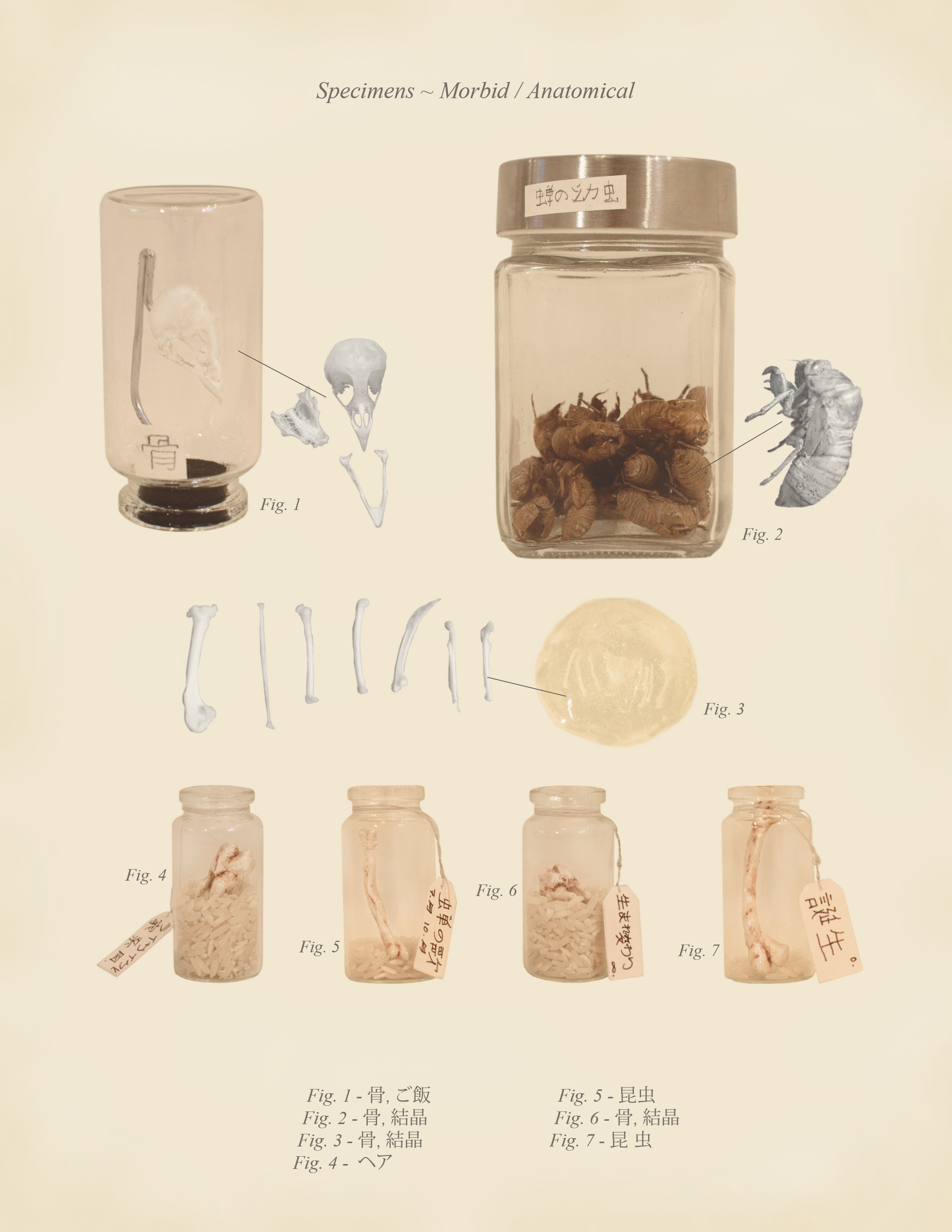 Specimens ~ Morbid / Anatomical