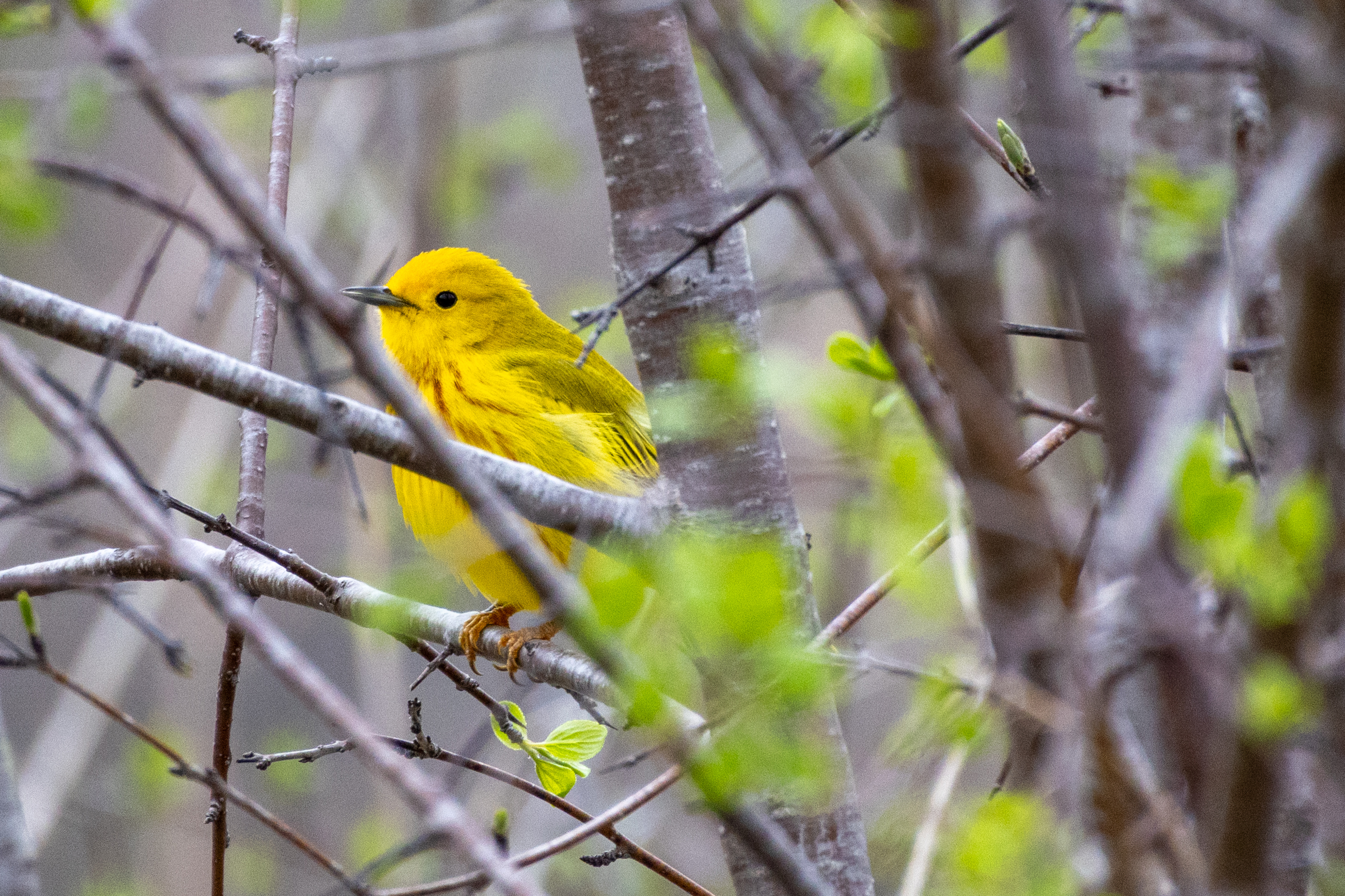 Yellow Warbler