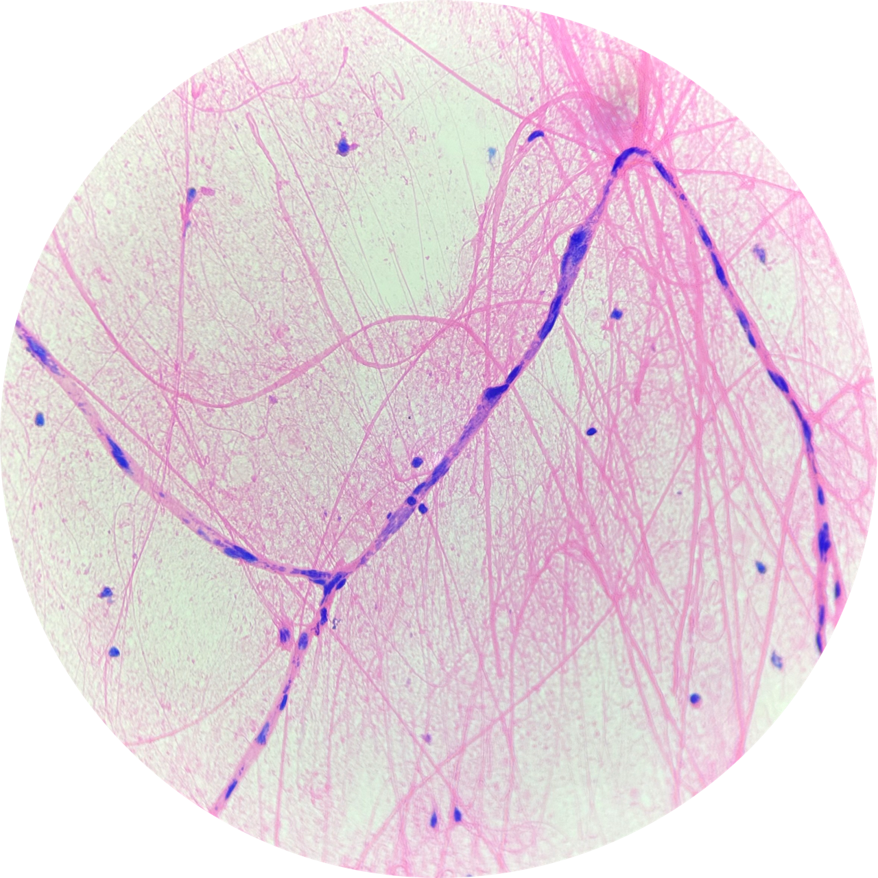 Spinal Cord (Mammalian) at 400x Magnification, 93-3617