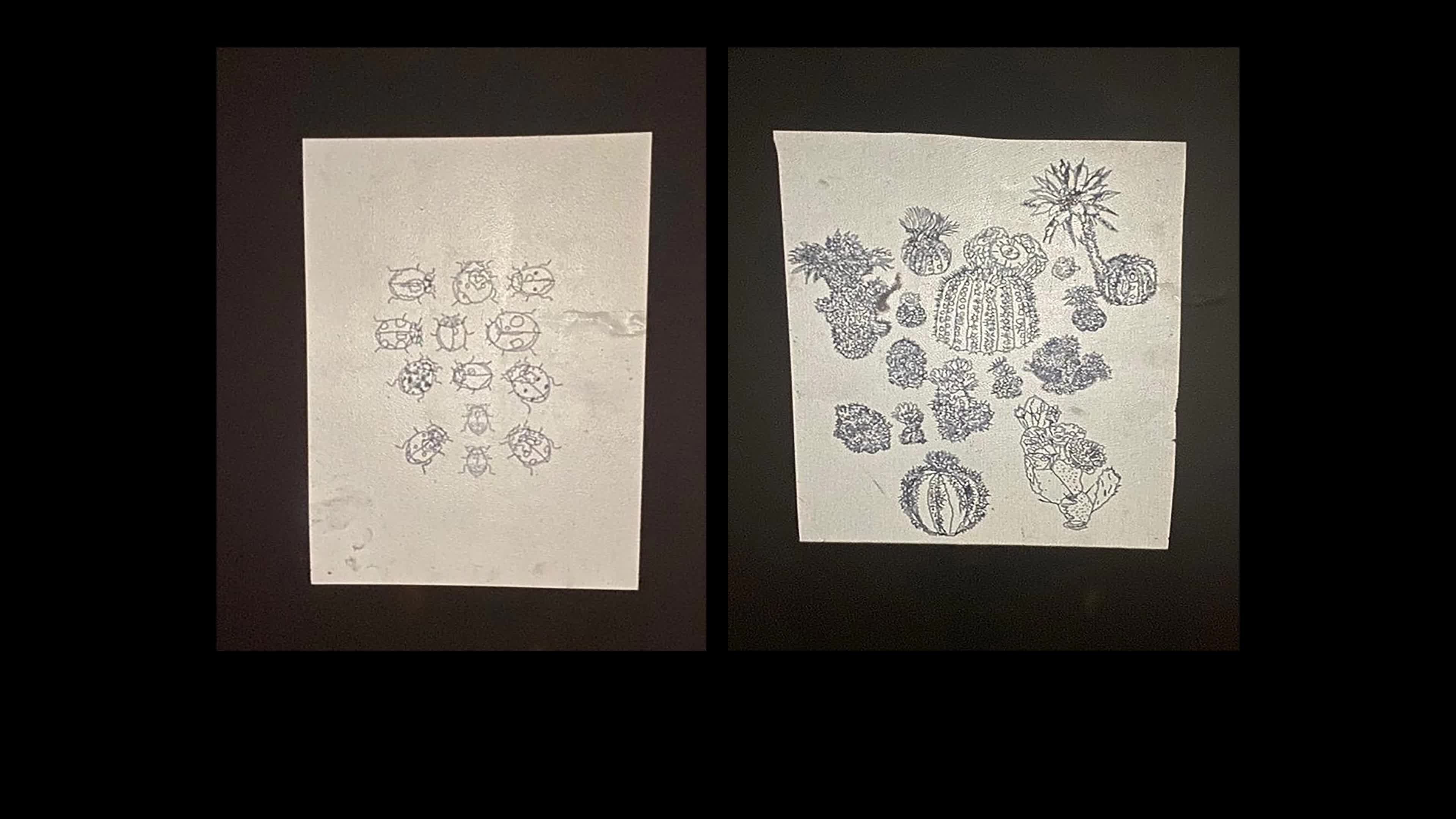 Biodiversity Mixed Media Installation #1 Video Still