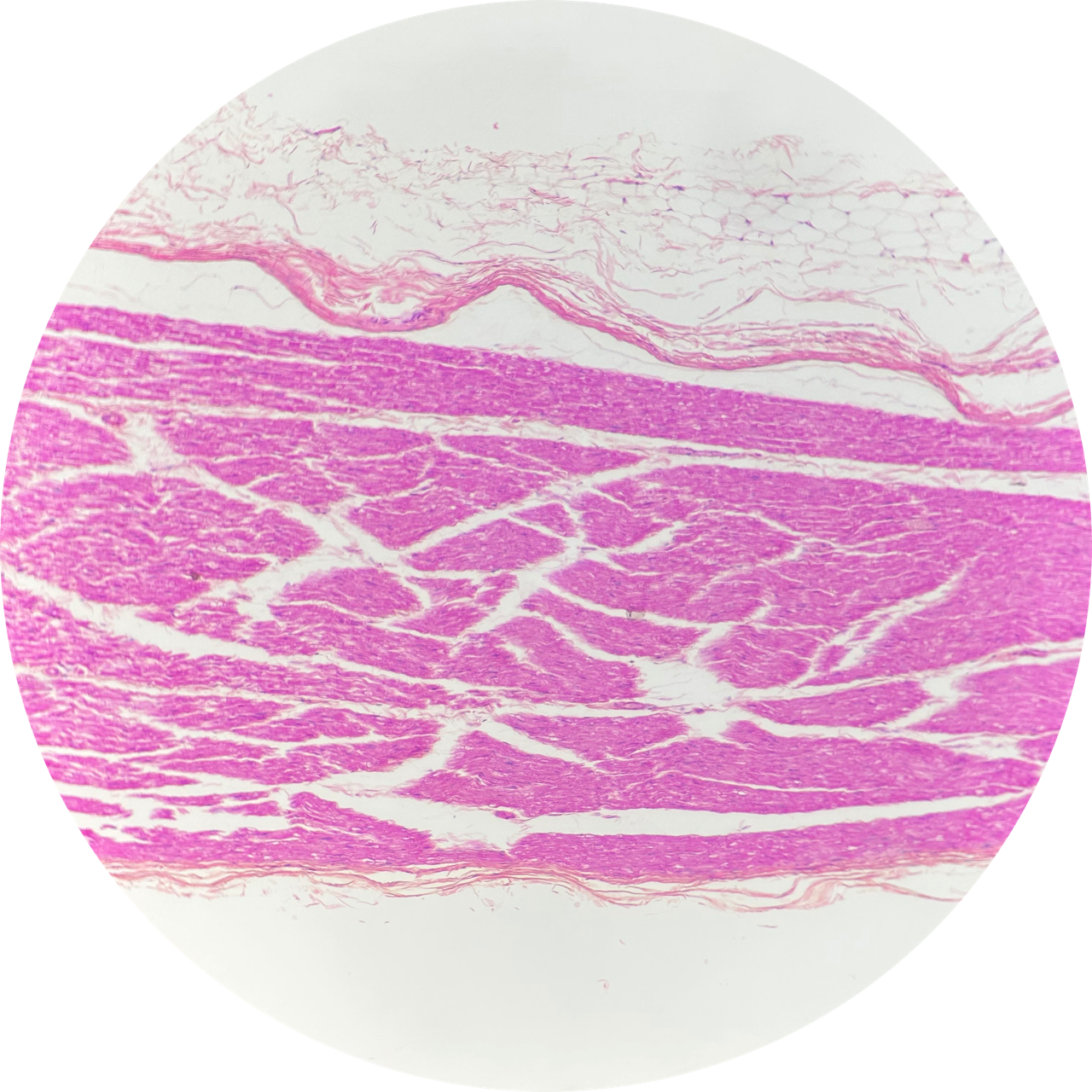 Nerve (Mammalian) at 100x Magnification, 93-3651