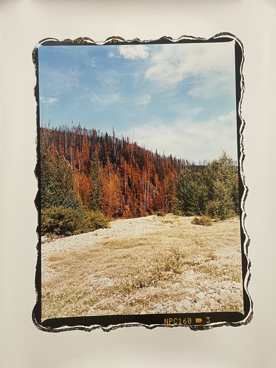 Tough Time to Be a Salmon