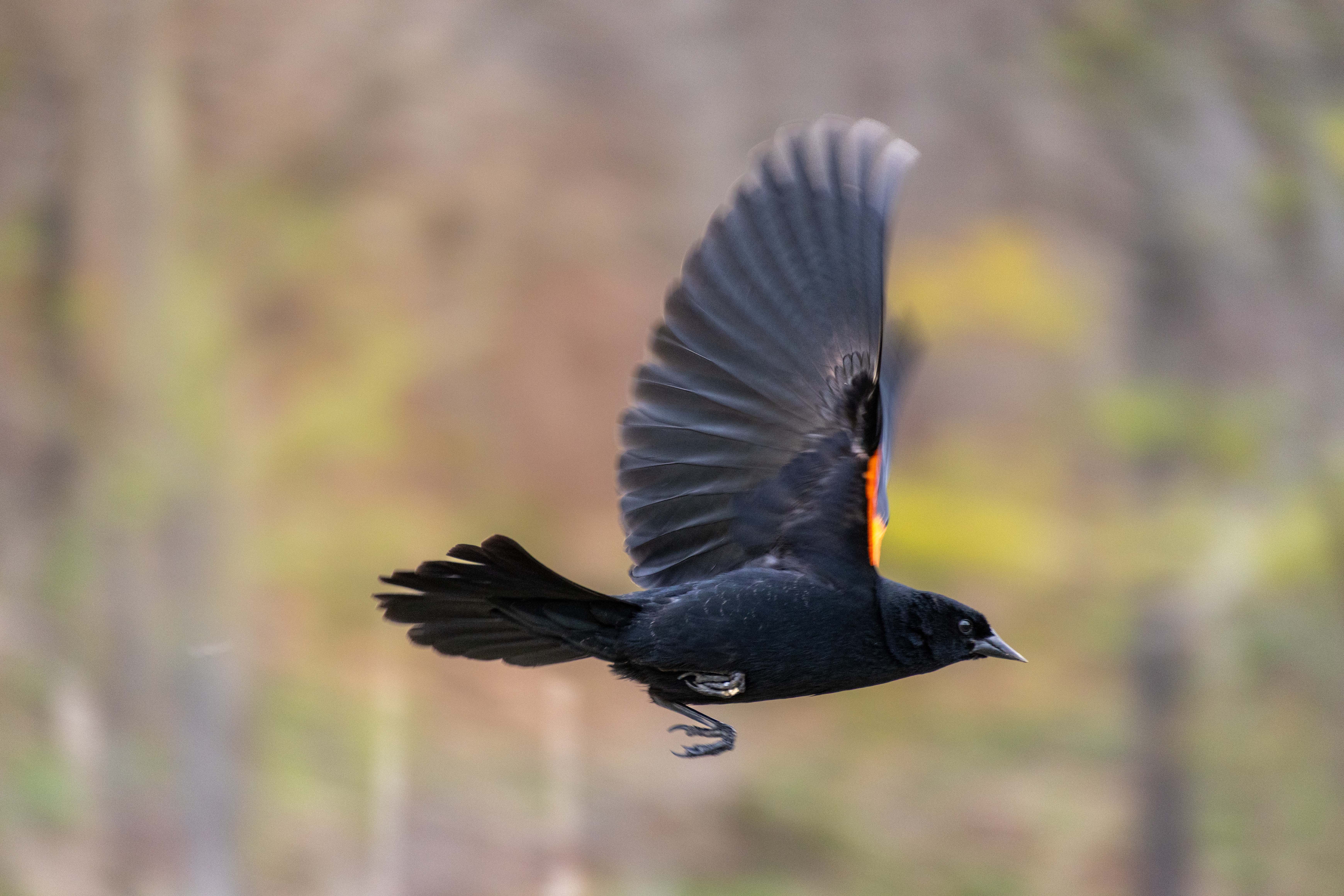Male Red-winged Blackbird