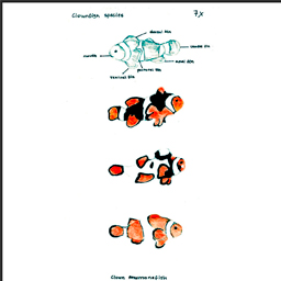 Illustrations for Fun