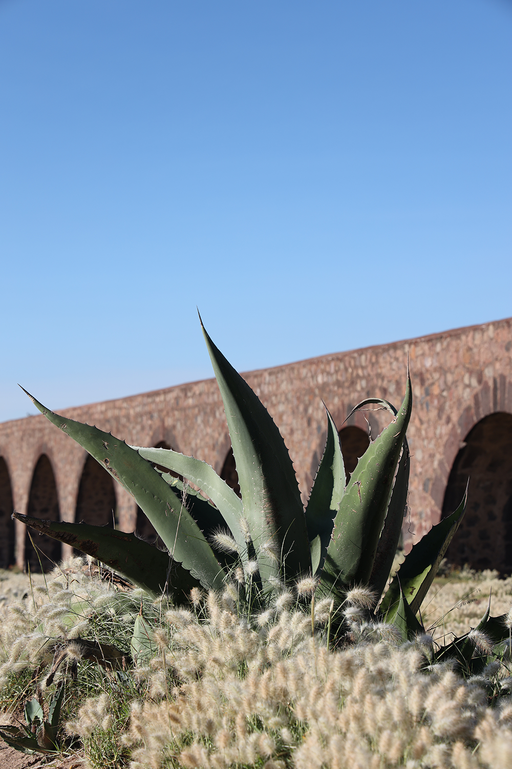 Arcos, Agua y Nopales 6