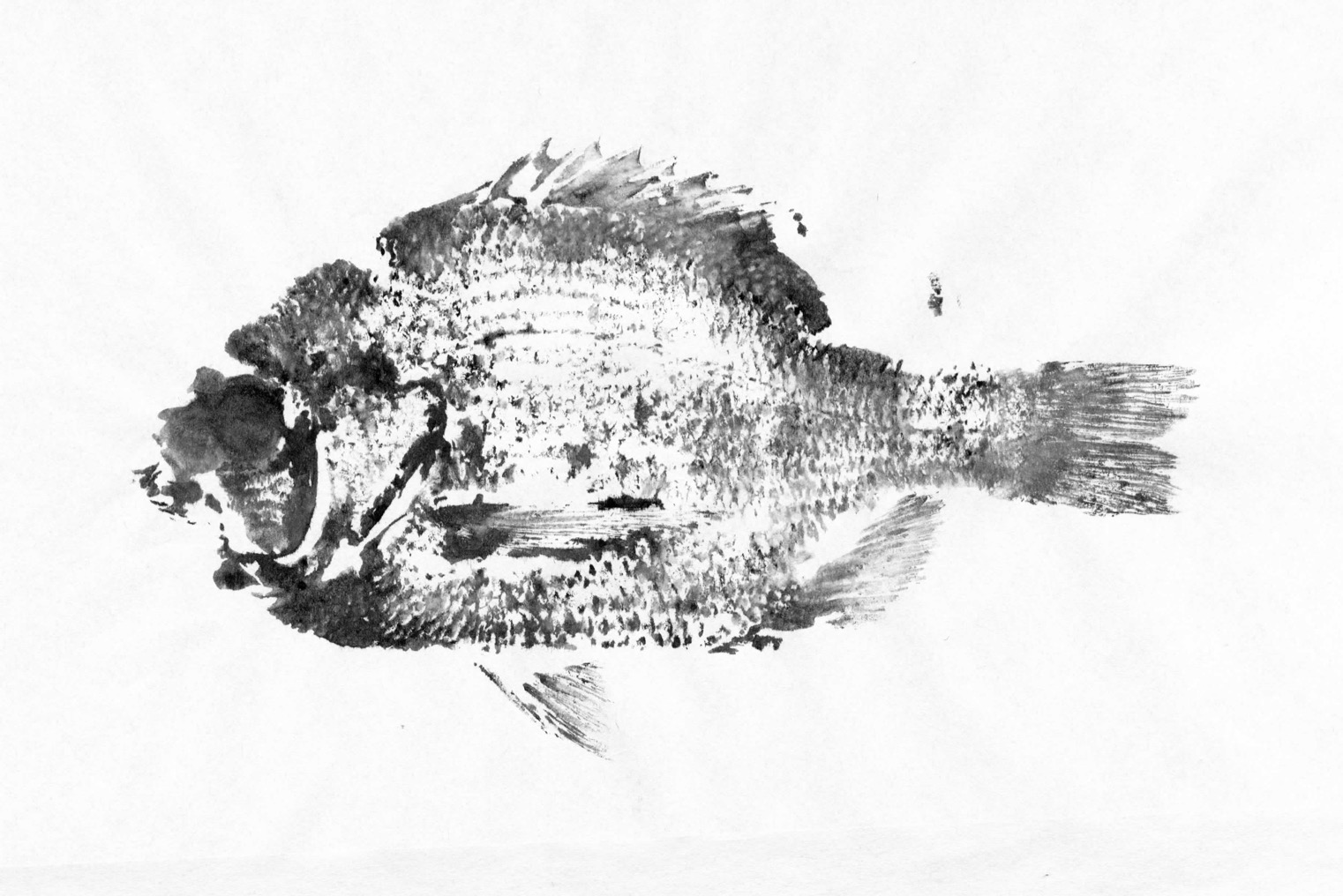 Fish Prints