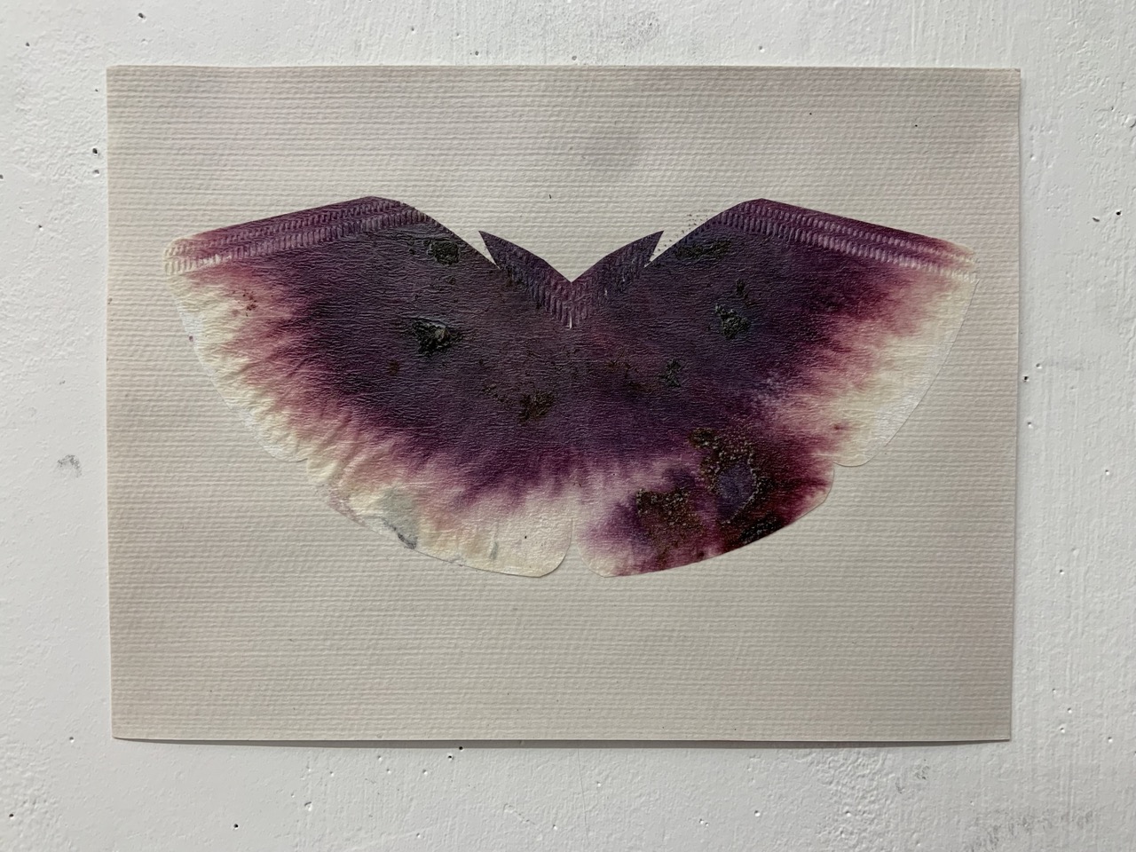 Unidentified Shrub Berry Ink Filter