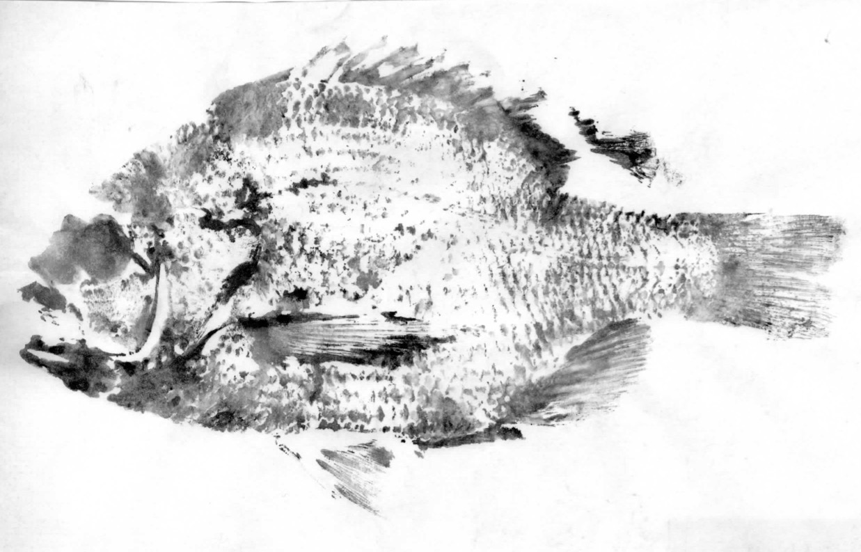 Fish Prints