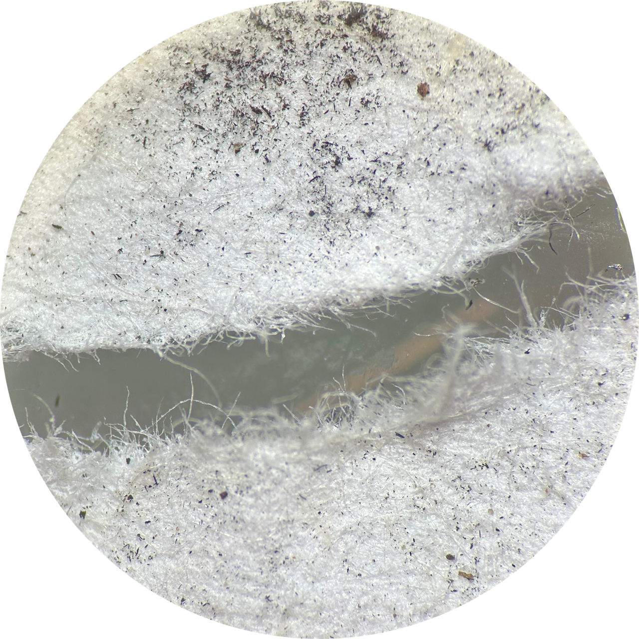 Charcoal on Newsprint at 20x Magnification