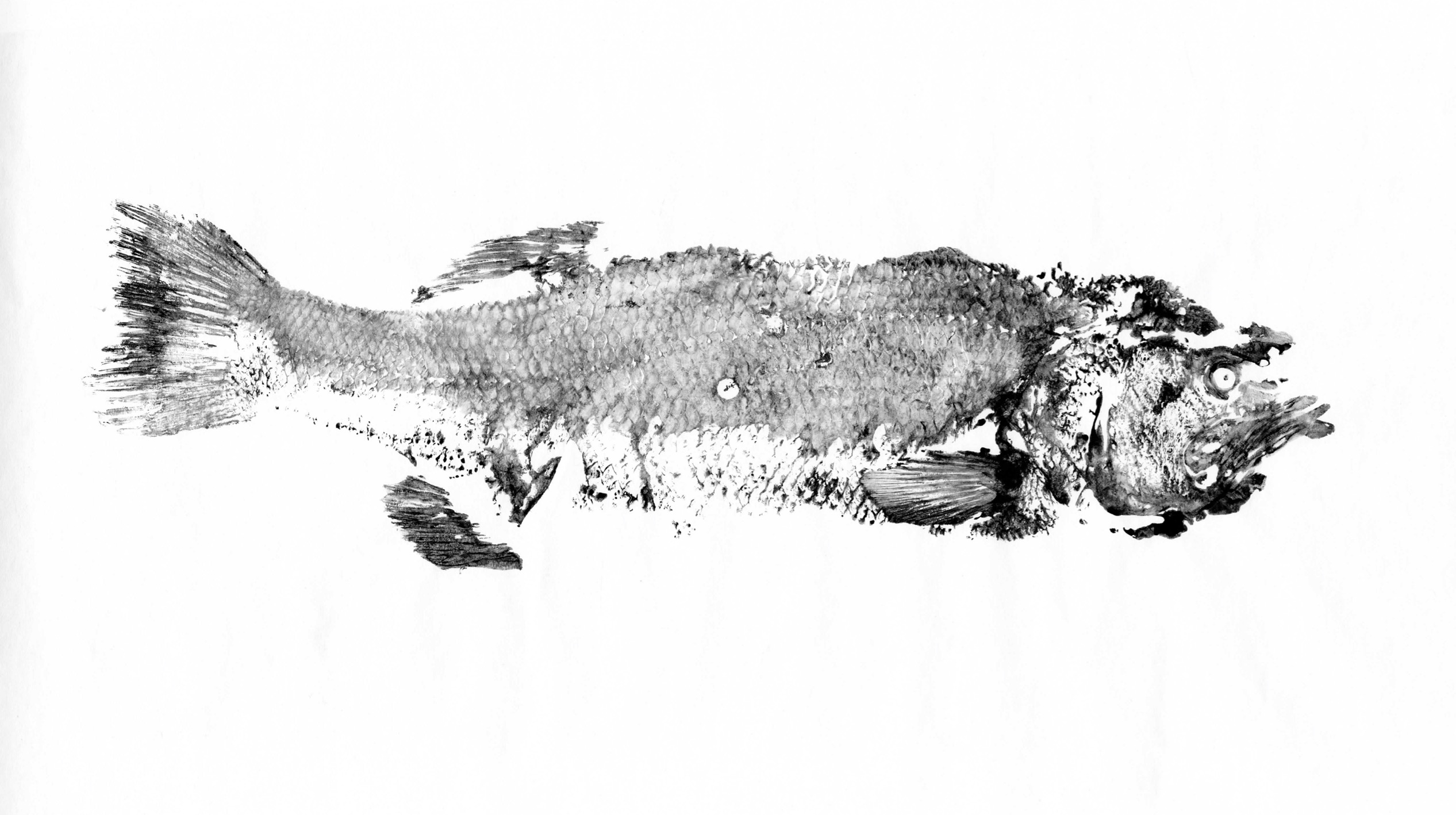 Fish Prints