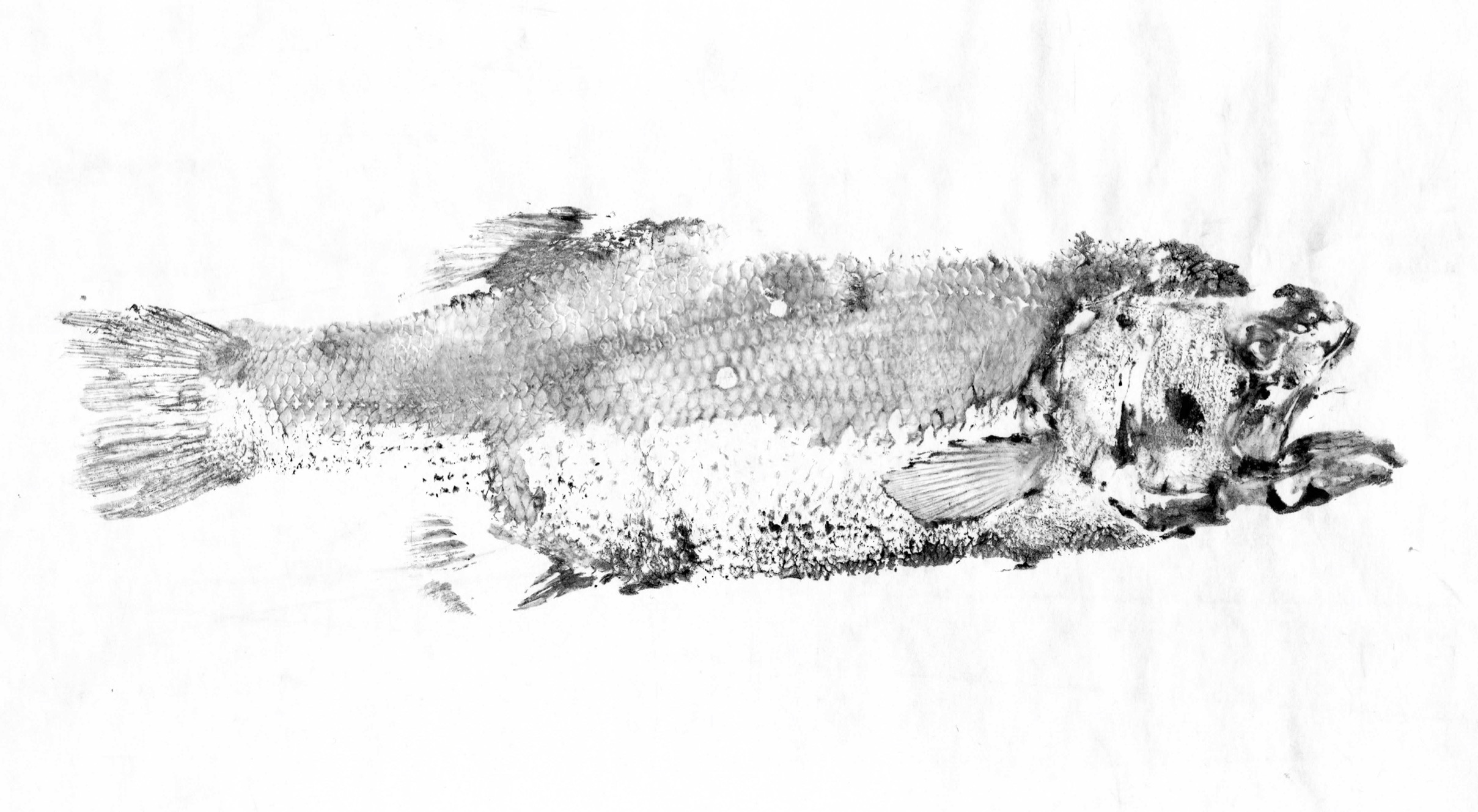 Fish Prints