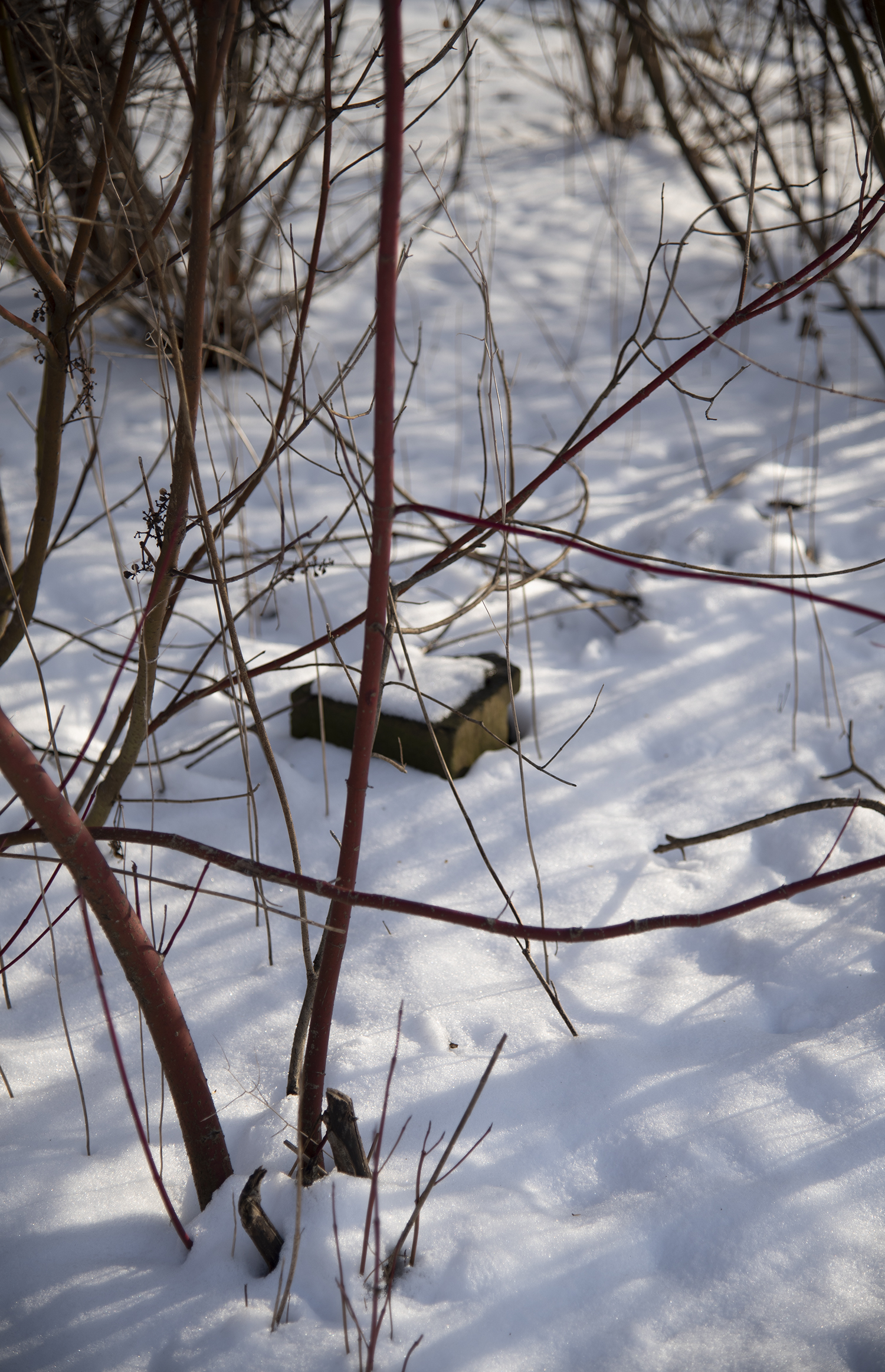 Where We Used to Walk