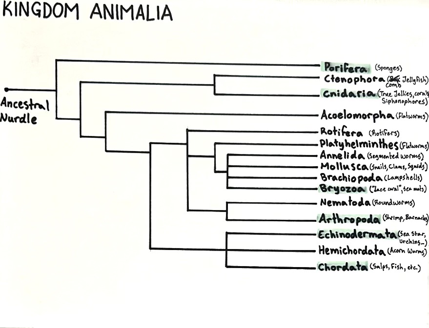 Phylogenetic Tree
