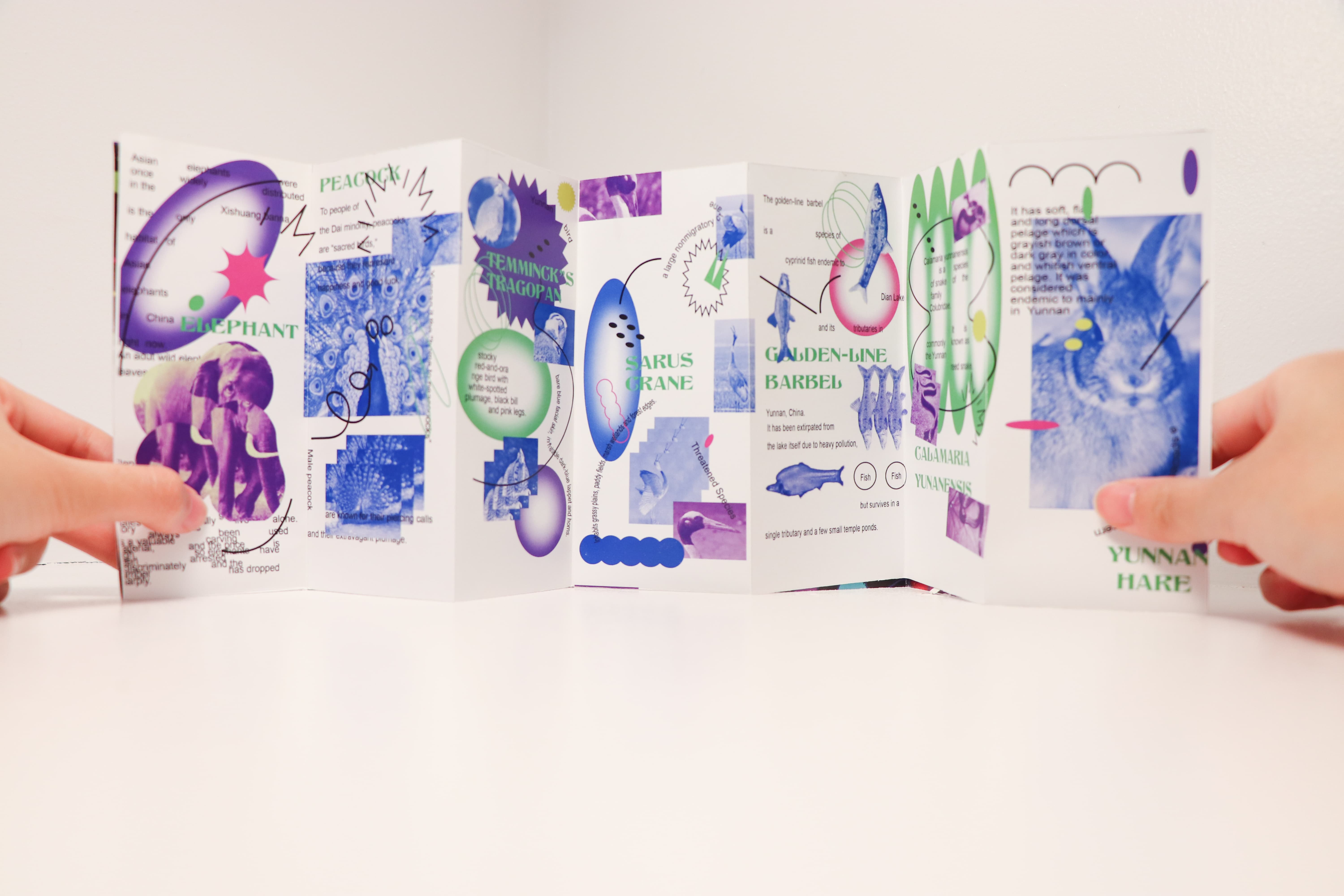 Yunnan Four Oddities