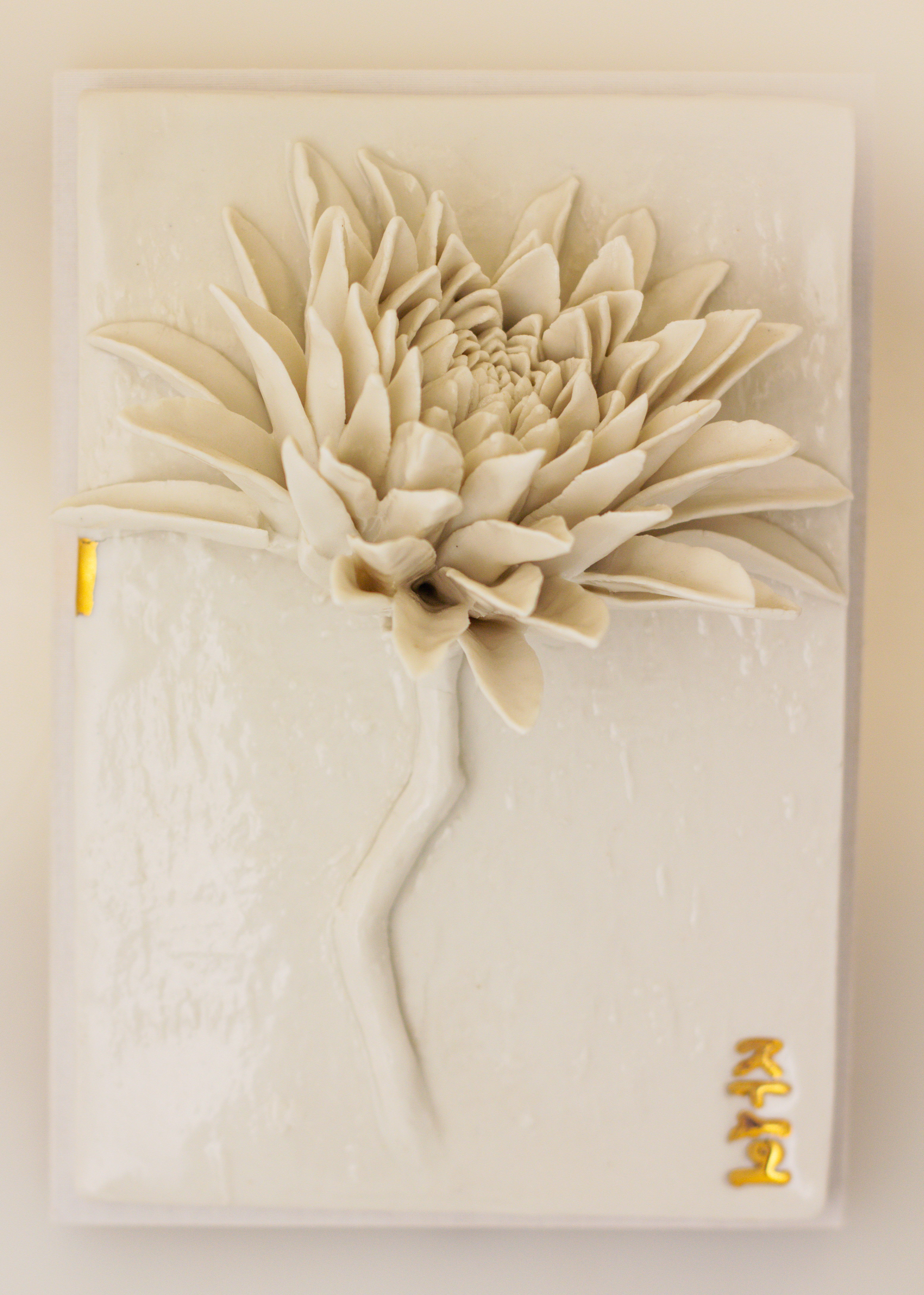 Chrysanthemum×morifolium 6